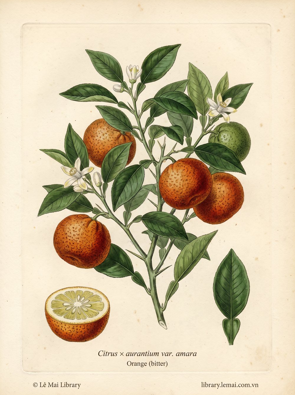 Tranh minh hoạ cây Cam đắng (Citrus x aurantium var. amara), vỏ quả dùng chiết xuất tinh dầu Orange (bitter)