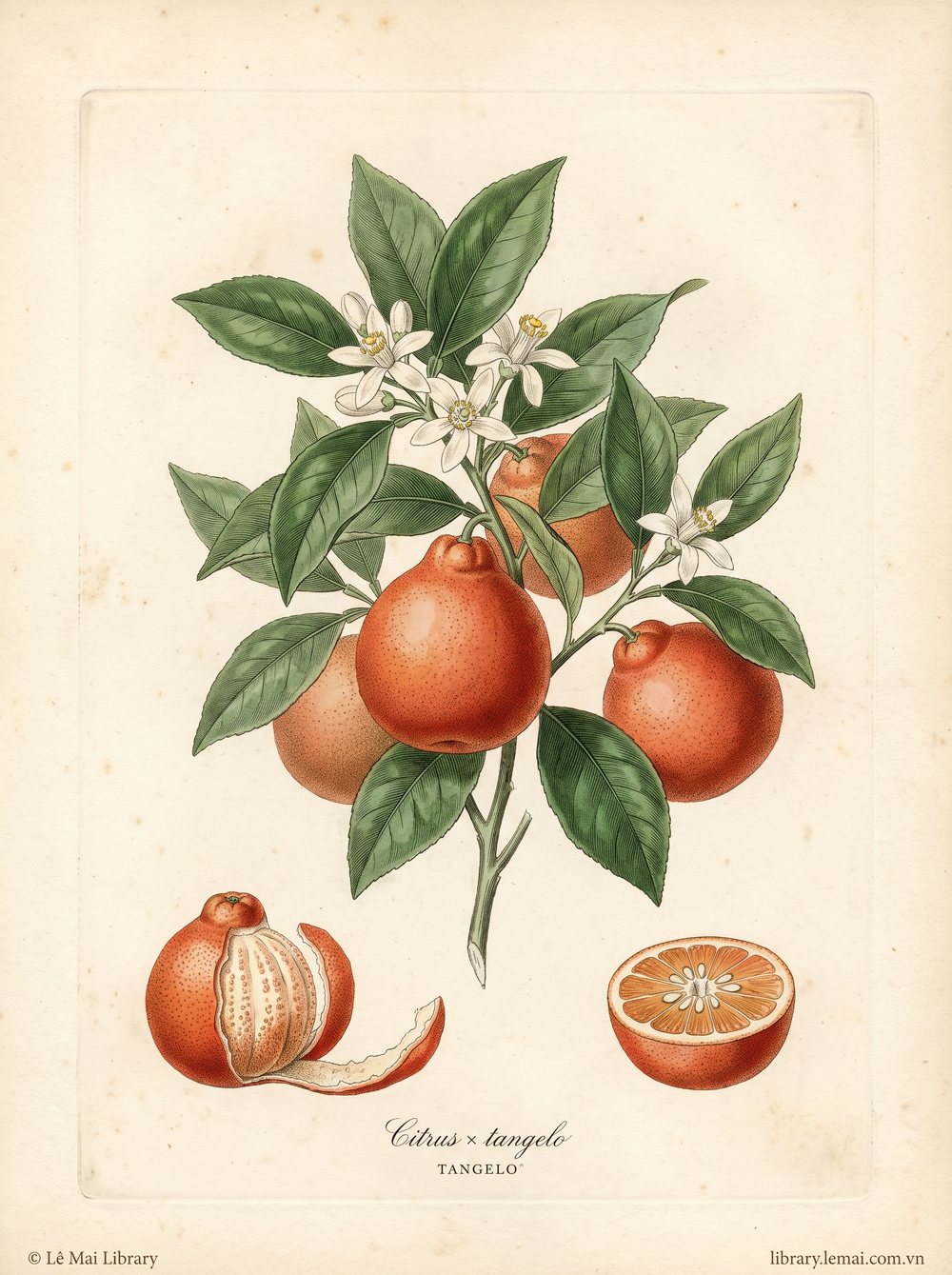 Tranh minh hoạ cây Cam lai Tangelo (Citrus × tangelo), vỏ quả dùng chiết xuất tinh dầu Tangelo