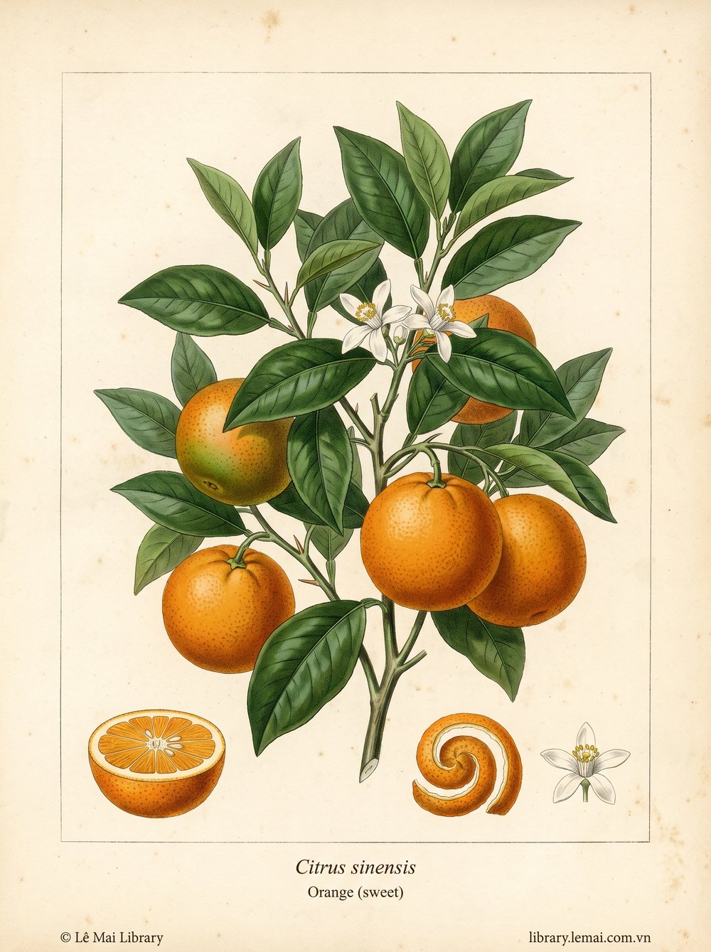 Tranh minh hoạ cây Cam ngọt (Citrus sinensis), vỏ quả dùng chiết xuất tinh dầu Orange (sweet)