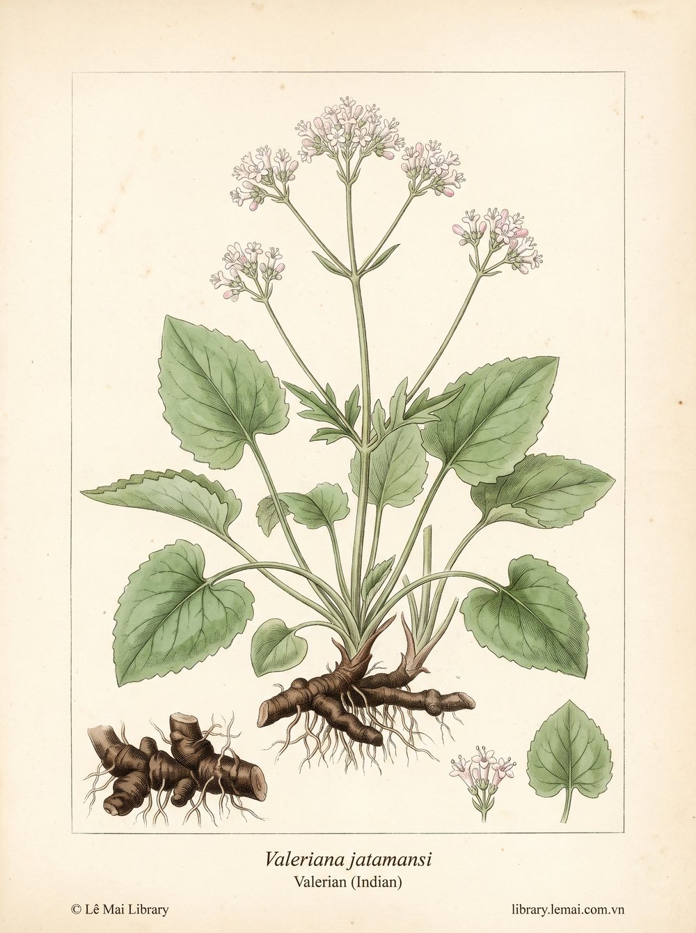 Tranh minh hoạ cây Cam tùng Ấn Độ (Valeriana jatamansi), rễ dùng chiết xuất tinh dầu Valerian (Indian)