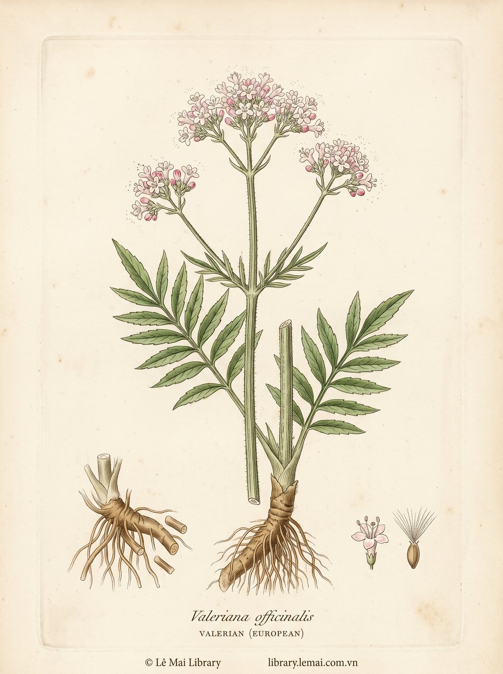 Tranh minh hoạ cây Cam tùng châu Âu (Valeriana officinalis), rễ ngầm dùng chiết xuất tinh dầu Valerian (European)
