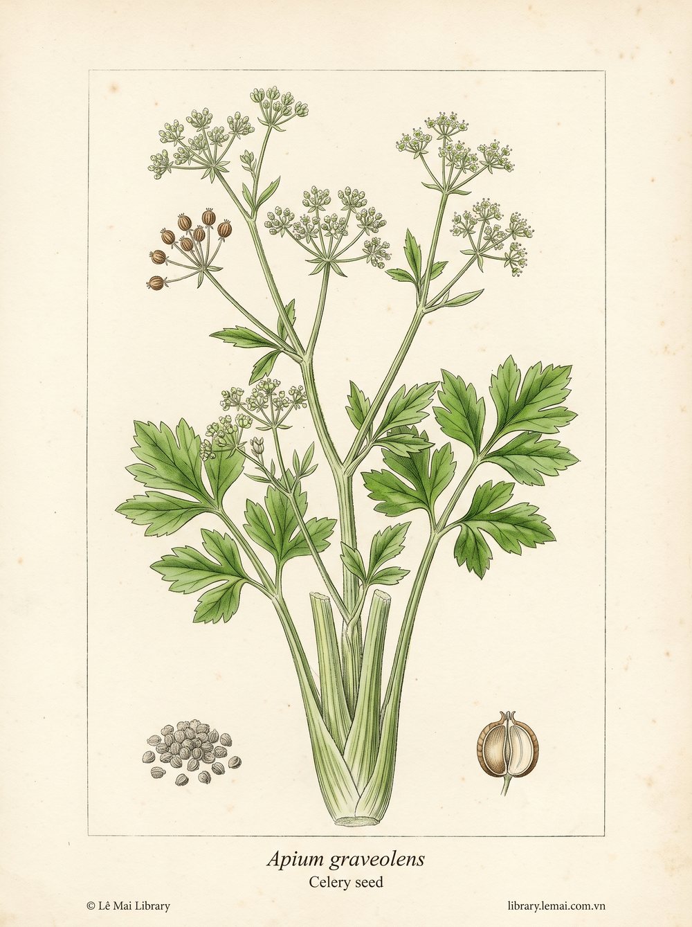 Botanical illustration of Apium graveolens; seeds used to extract Celery seed essential oil