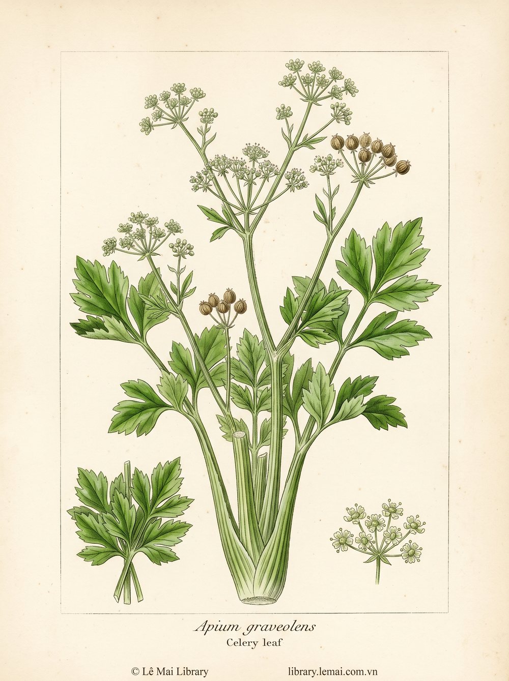 Botanical illustration of Apium graveolens; leaves and stems used to extract Celery leaf essential oil