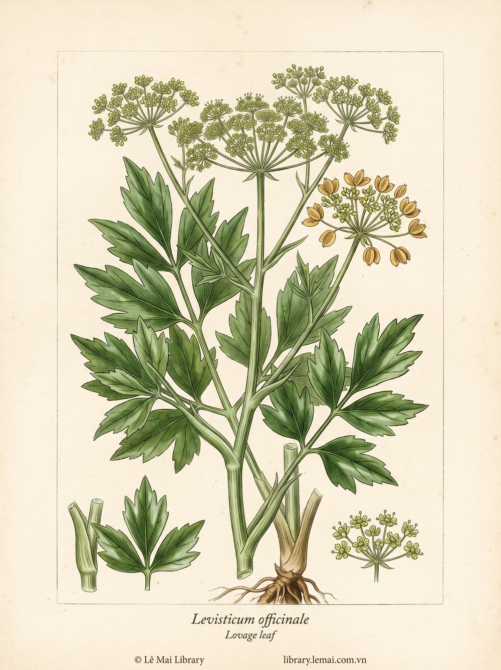 Tranh minh hoạ cây Cần tây Tây (Levisticum officinale), lá dùng chiết xuất tinh dầu Lovage leaf