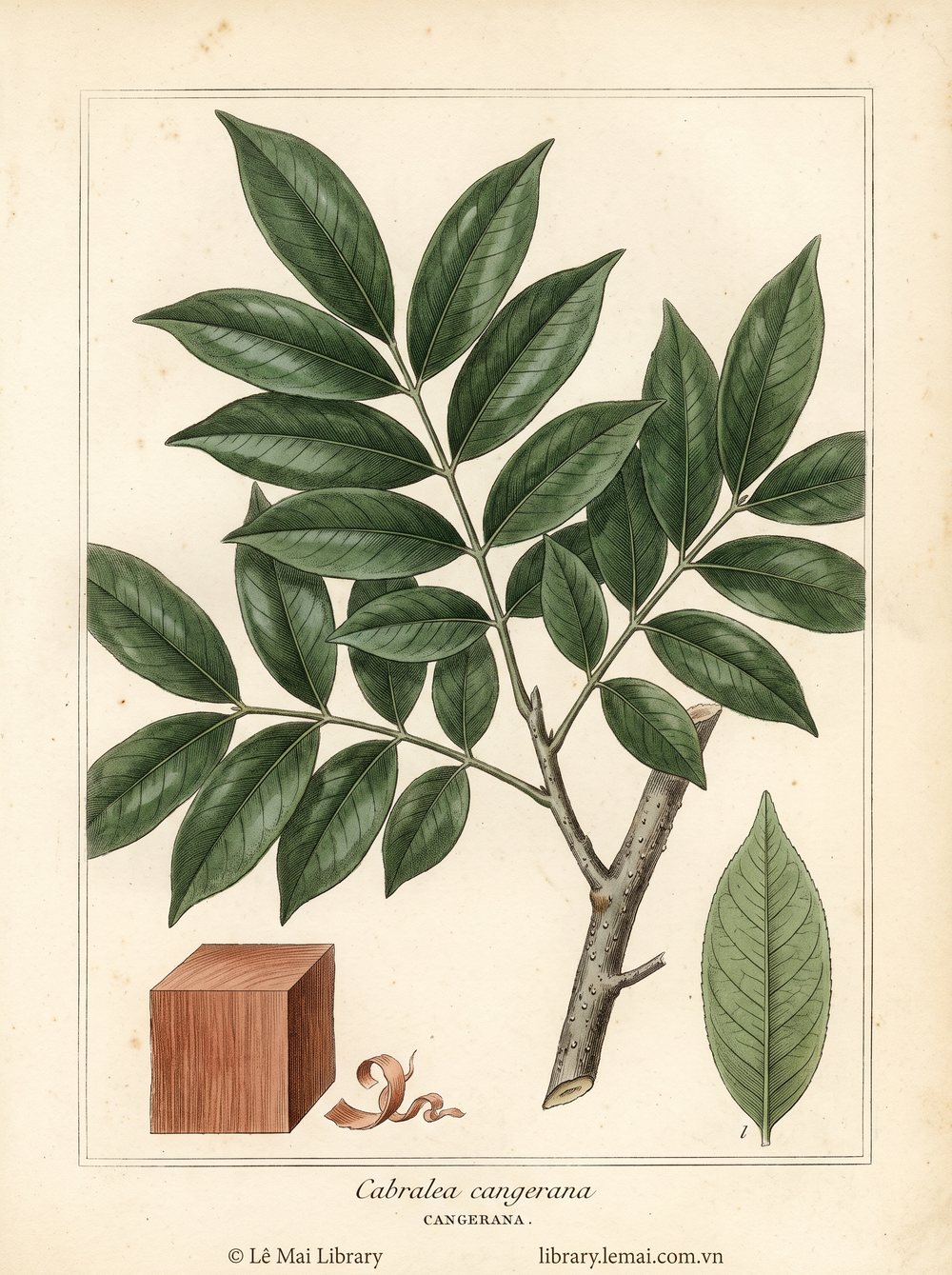 Botanical illustration of Cabralea cangerana; wood used to extract Cangerana essential oil