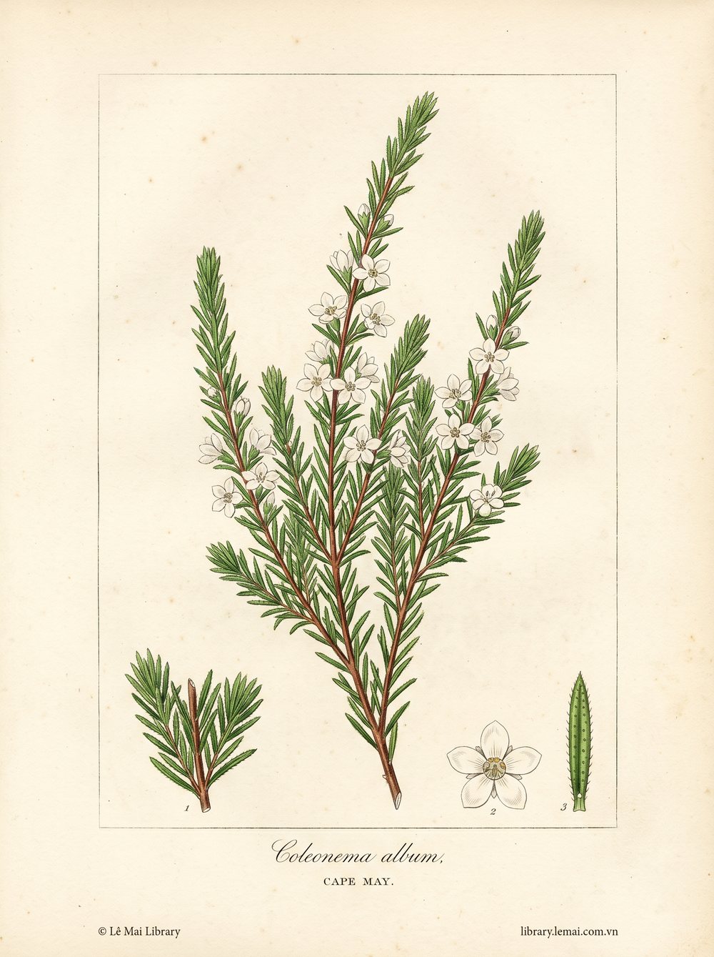 Botanical illustration of Coleonema album; leaves and stems used to extract Cape May essential oil