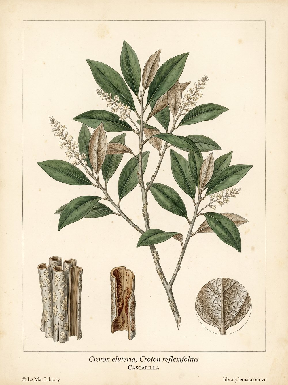 Botanical illustration of Croton eluteria, Croton reflexifolius; bark used to extract Cascarilla essential oil