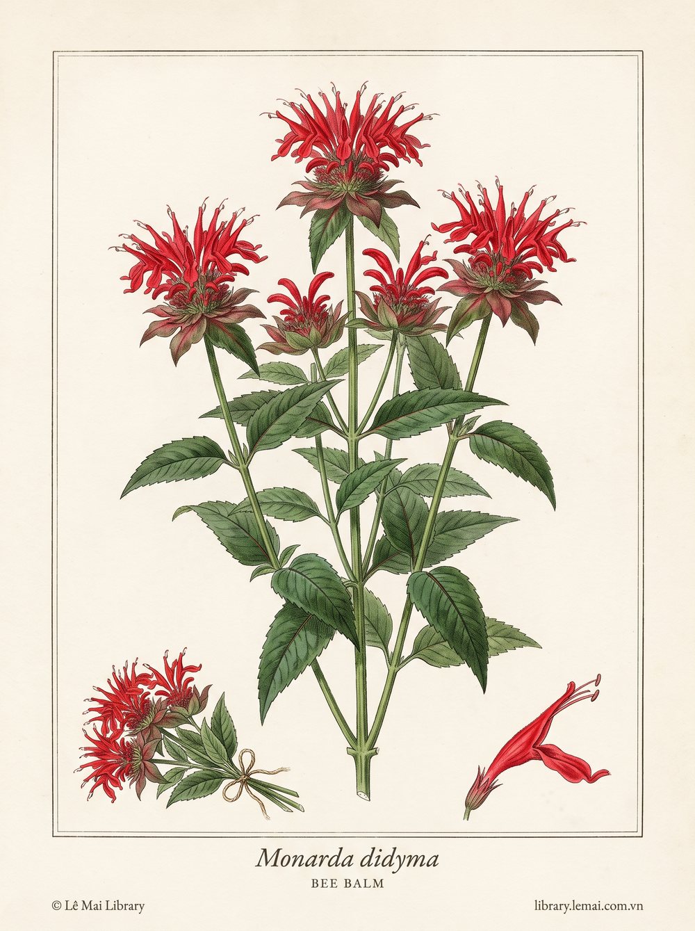 Botanical illustration of Monarda didyma; whole flowering plant used to extract Bee balm essential oil