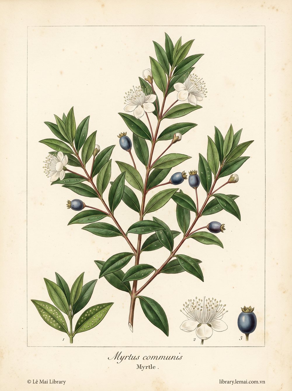Tranh minh hoạ cây Cây sim (Myrtus communis), lá dùng chiết xuất tinh dầu Myrtle