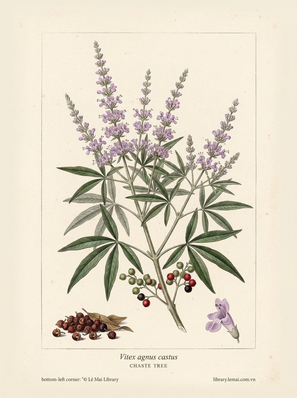 Botanical illustration of Vitex agnus castus; leaves and seeds used to extract Chaste tree essential oil
