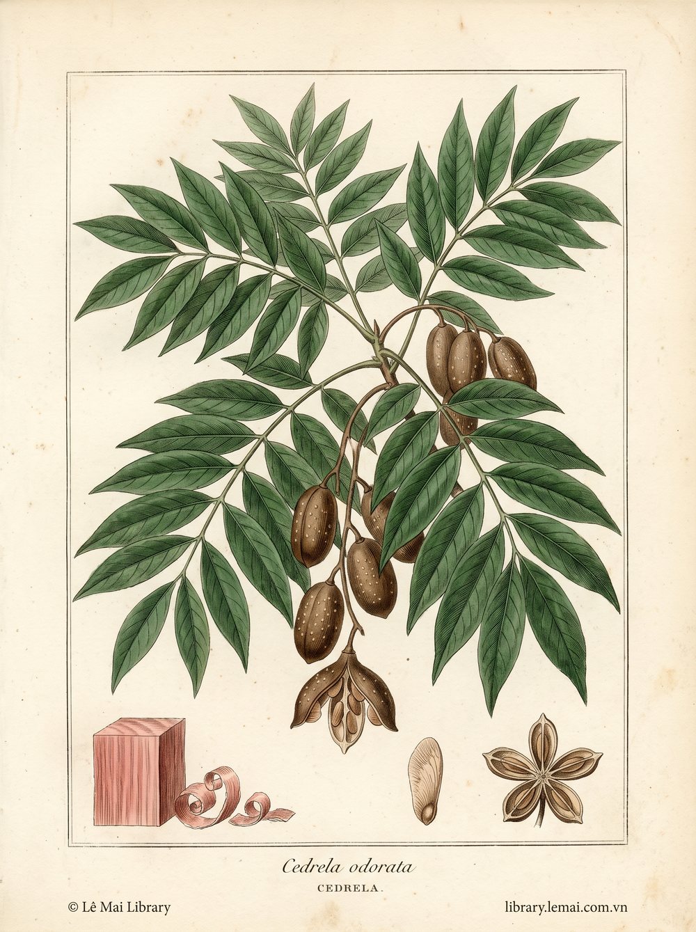 Botanical illustration of Cedrela odorata; wood used to extract Cedrela essential oil