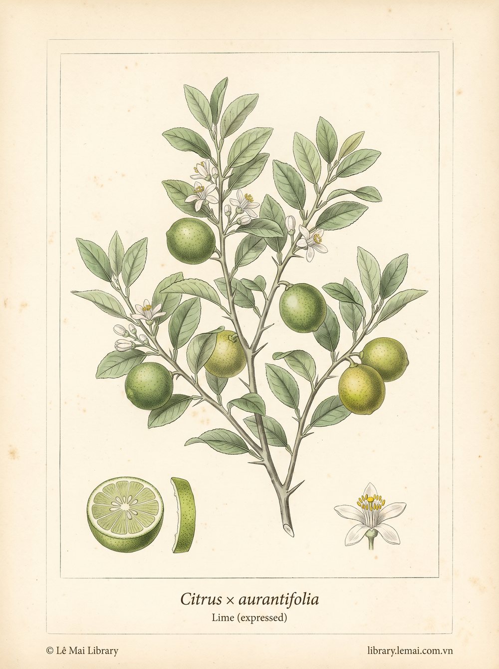 Tranh minh hoạ cây Chanh ta (Citrus x aurantifolia), vỏ quả non (xanh) dùng chiết xuất tinh dầu Lime (expressed)