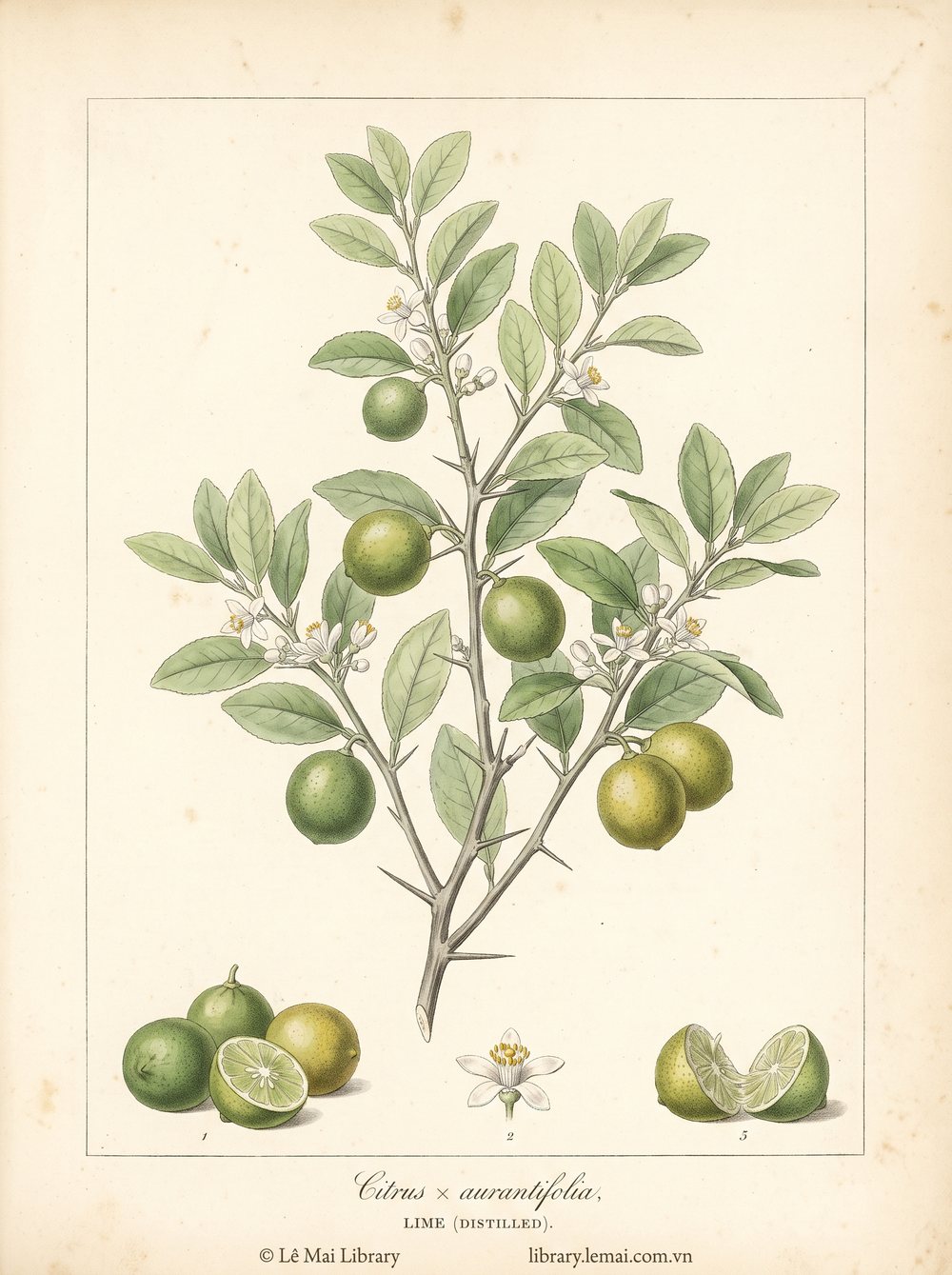 Tranh minh hoạ cây Chanh ta (Citrus x aurantifolia), vỏ quả chín (vàng) dùng chiết xuất tinh dầu Lime (distilled)