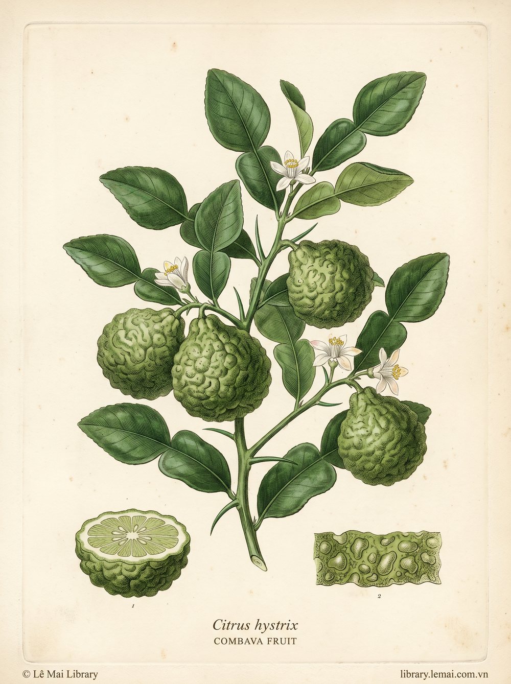 Botanical illustration of Citrus hystrix; fruit peel used to extract Combava fruit essential oil