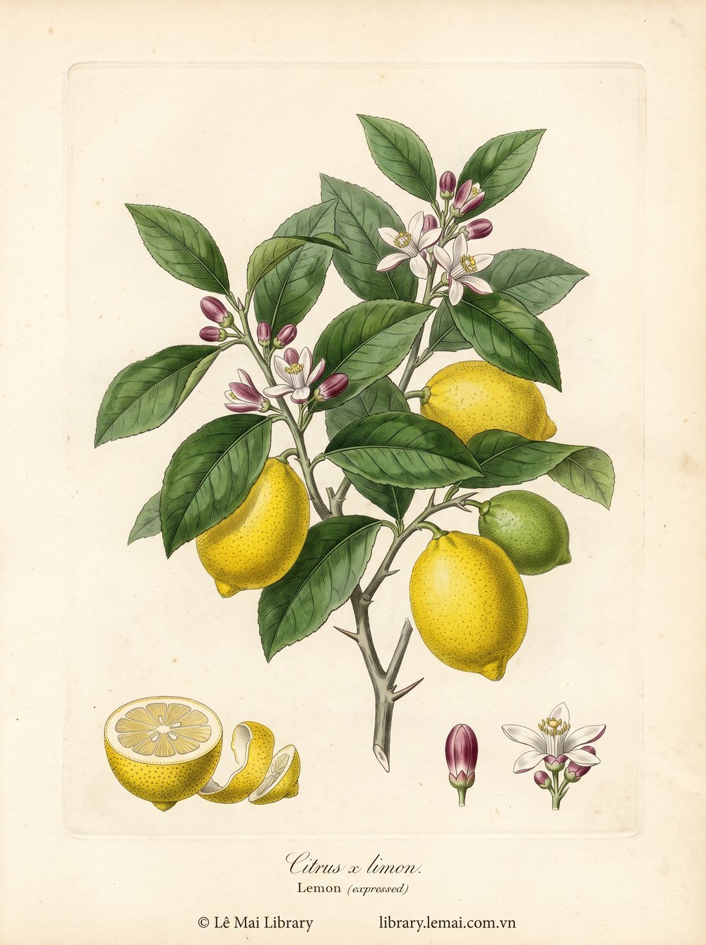 Tranh minh hoạ cây Chanh vàng (Citrus x limon), vỏ quả dùng chiết xuất tinh dầu Lemon (expressed)