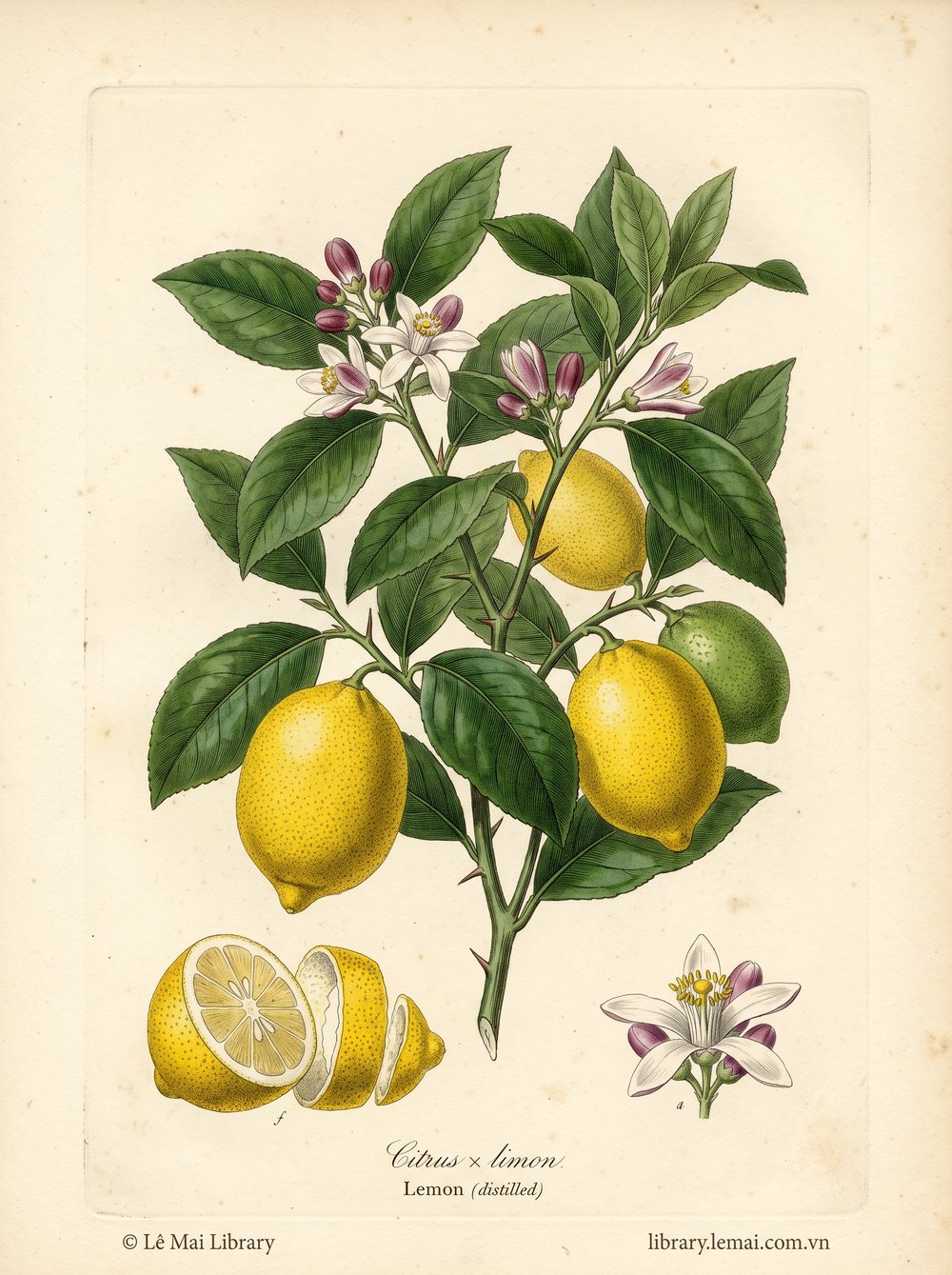 Tranh minh hoạ cây Chanh vàng (Citrus x limon), vỏ quả dùng chiết xuất tinh dầu Lemon (distilled)