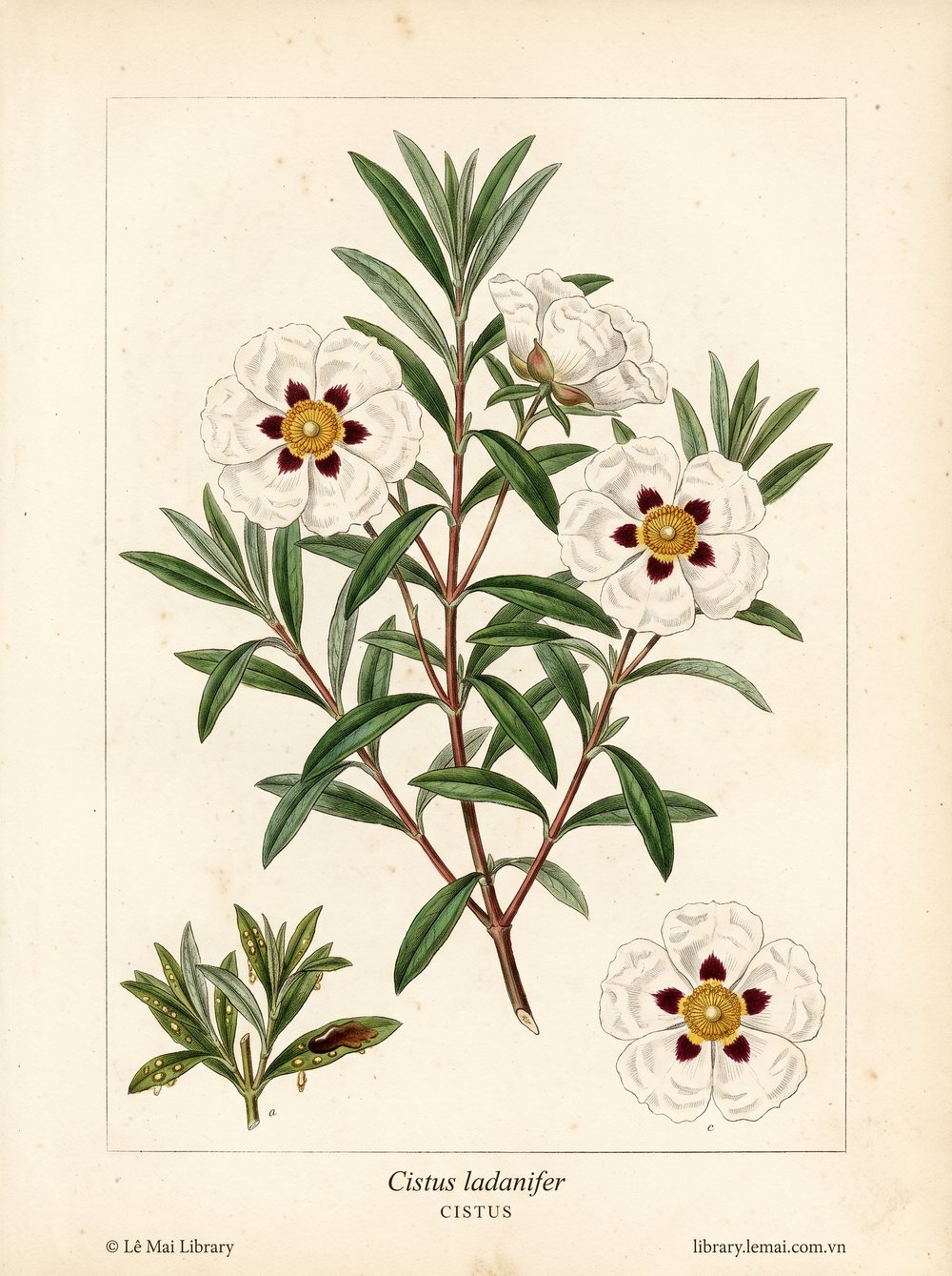 Botanical illustration of Cistus ladanifer; whole flowering plant used to extract Cistus essential oil