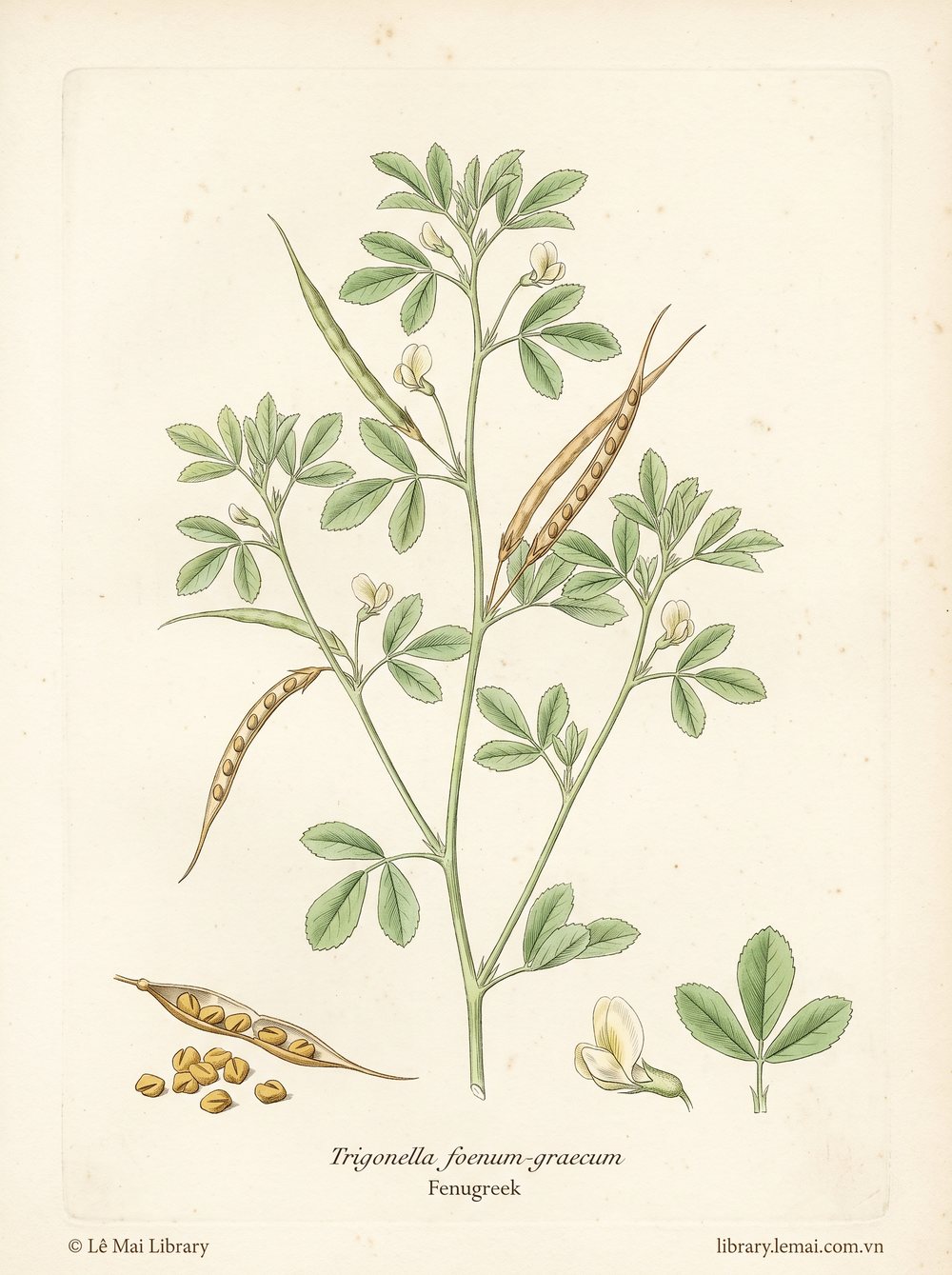 Tranh minh hoạ cây Cỏ cà ri (Trigonella foenum-graecum), hạt dùng chiết xuất tinh dầu Fenugreek