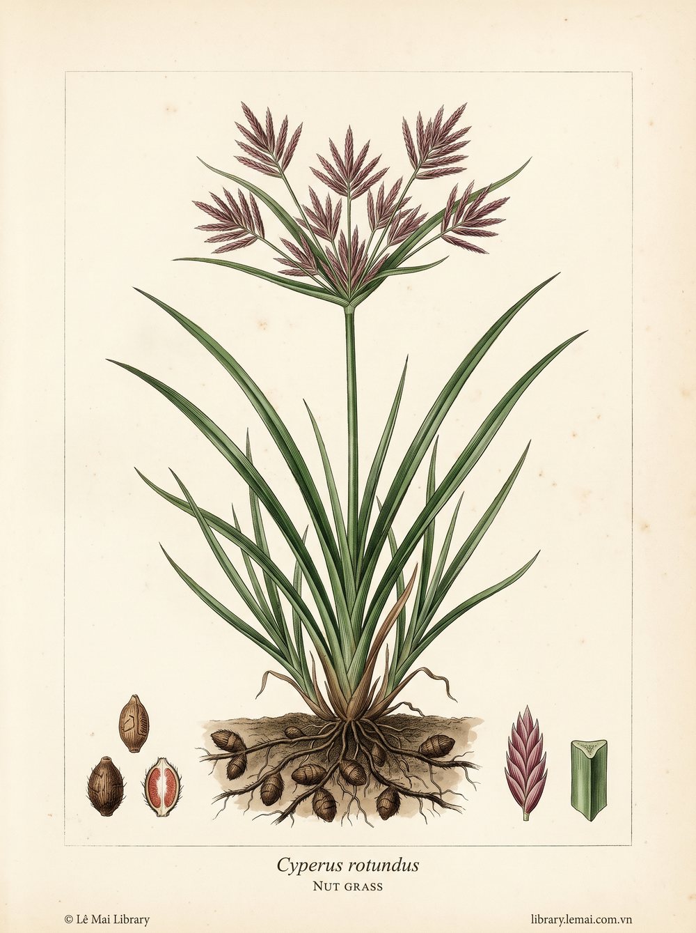 Tranh minh hoạ cây Cỏ cú (Cyperus rotundus), rễ ngầm dùng chiết xuất tinh dầu Nut grass