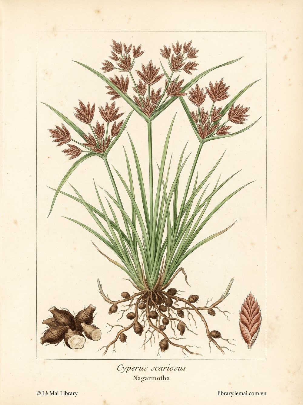 Tranh minh hoạ cây Cỏ cú (Cyperus scariosus), rễ ngầm dùng chiết xuất tinh dầu Nagarmotha