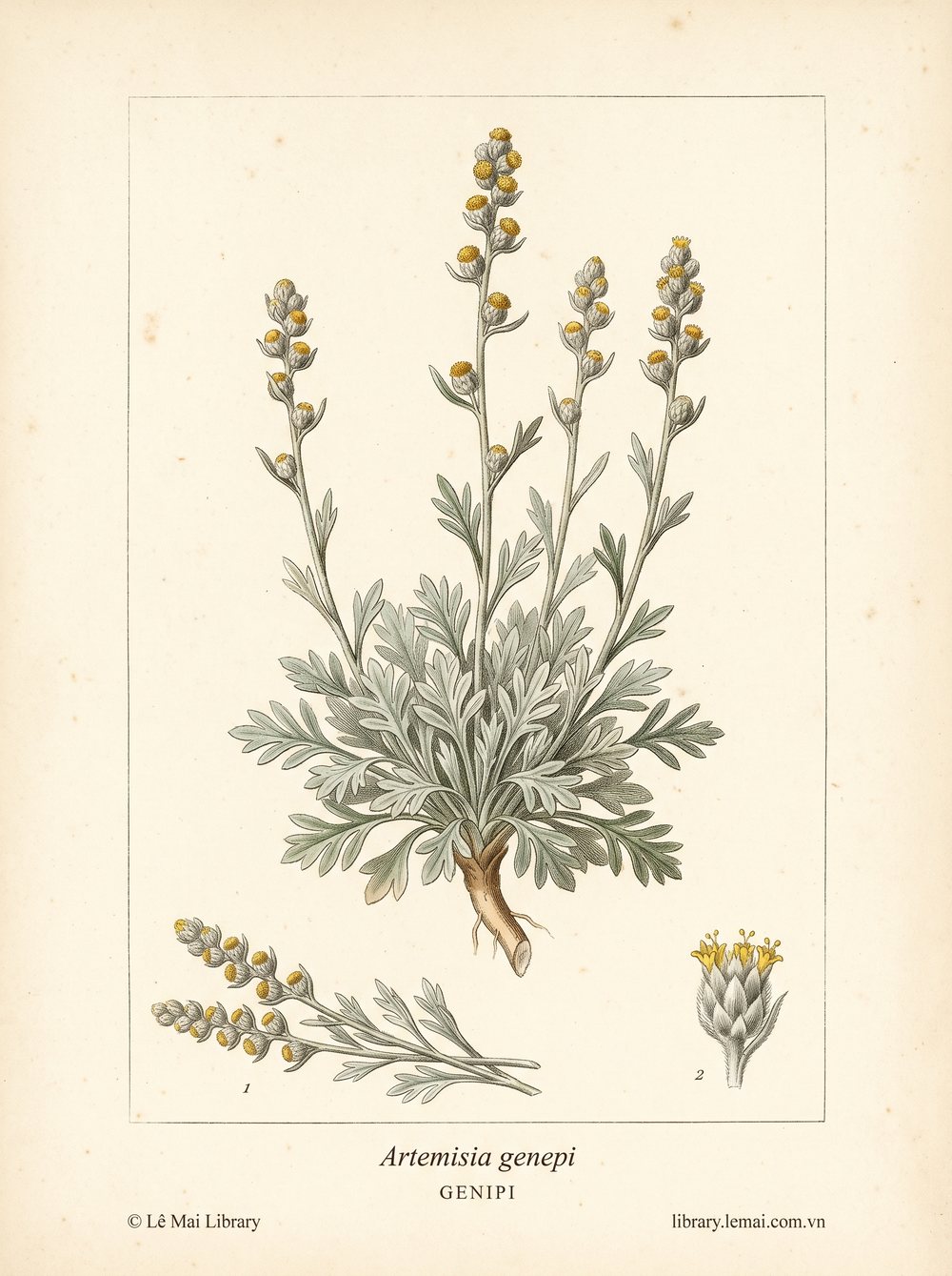 Tranh minh hoạ cây Cỏ Genipi (Artemisia genepi), bộ phận trên mặt đất dùng chiết xuất tinh dầu Genipi