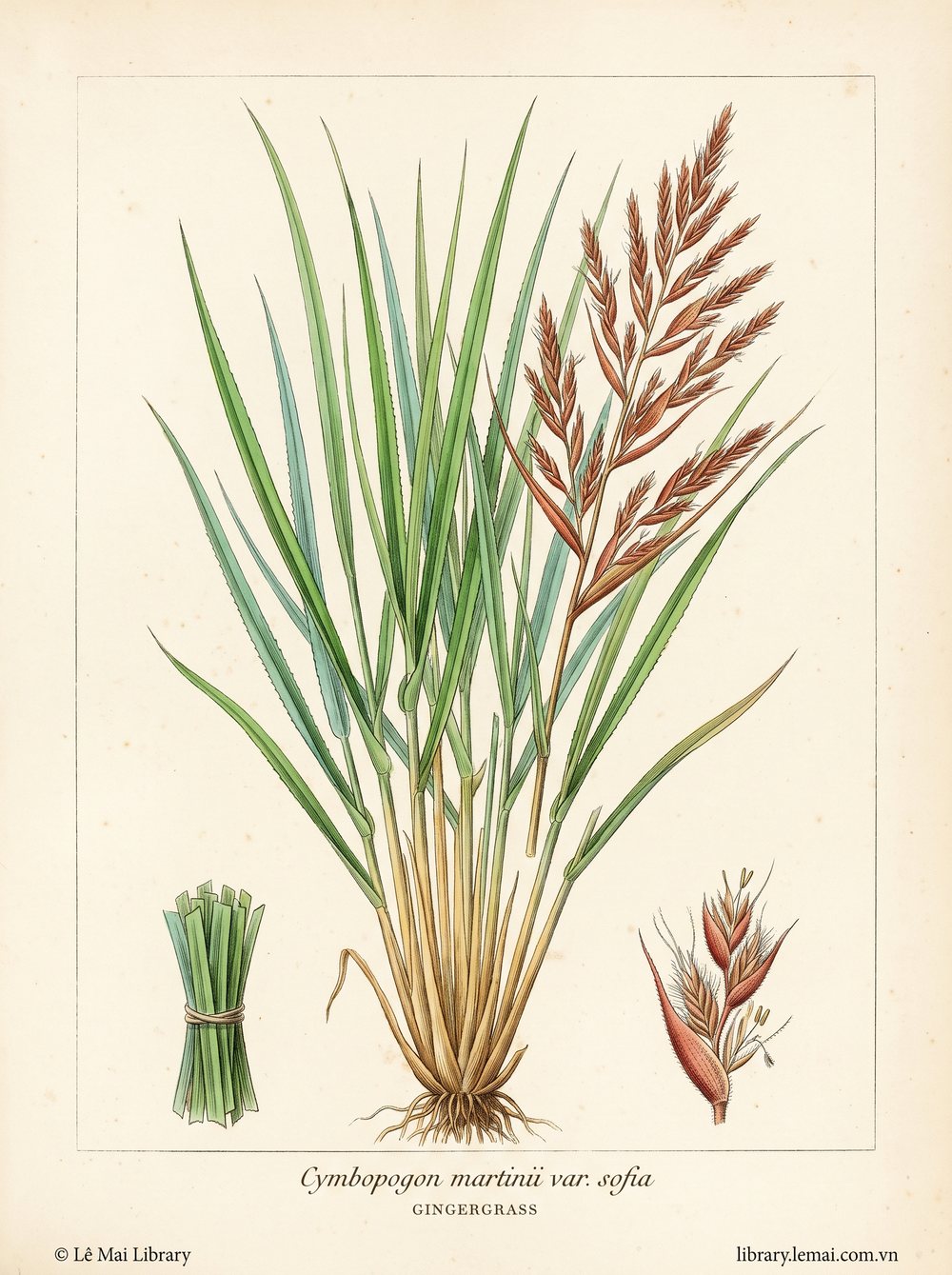 Tranh minh hoạ cây Cỏ gừng (Cymbopogon martinii var. sofia), lá dùng chiết xuất tinh dầu Gingergrass