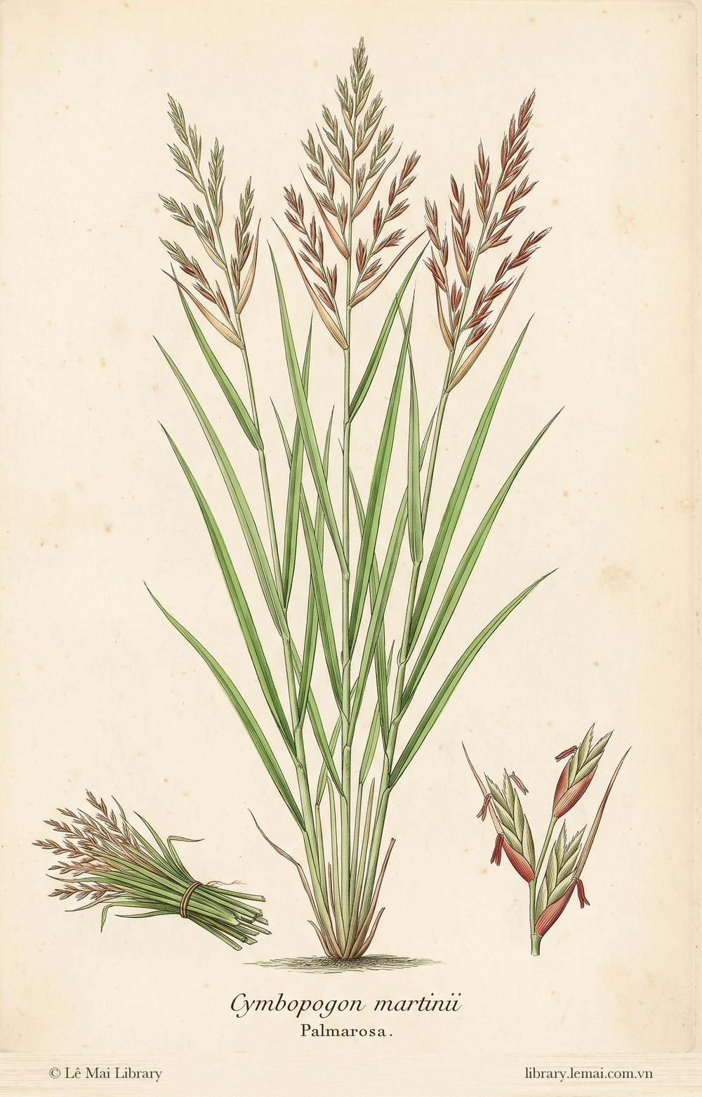 Tranh minh hoạ cây Cỏ hồng (Cymbopogon martinii), lá và phần trên mặt đất dùng chiết xuất tinh dầu Palmarosa