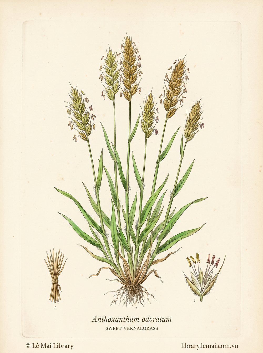 Tranh minh hoạ cây Cỏ Sweet Vernal (Anthoxanthum odoratum), phần trên mặt đất dùng chiết xuất tinh dầu Sweet vernalgrass