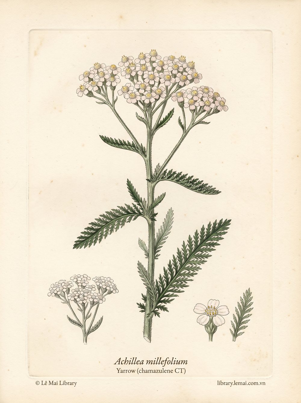 Tranh minh hoạ cây Cỏ thi (Achillea millefolium), phần trên mặt đất khi ra hoa dùng chiết xuất tinh dầu Yarrow (chamazulene CT)