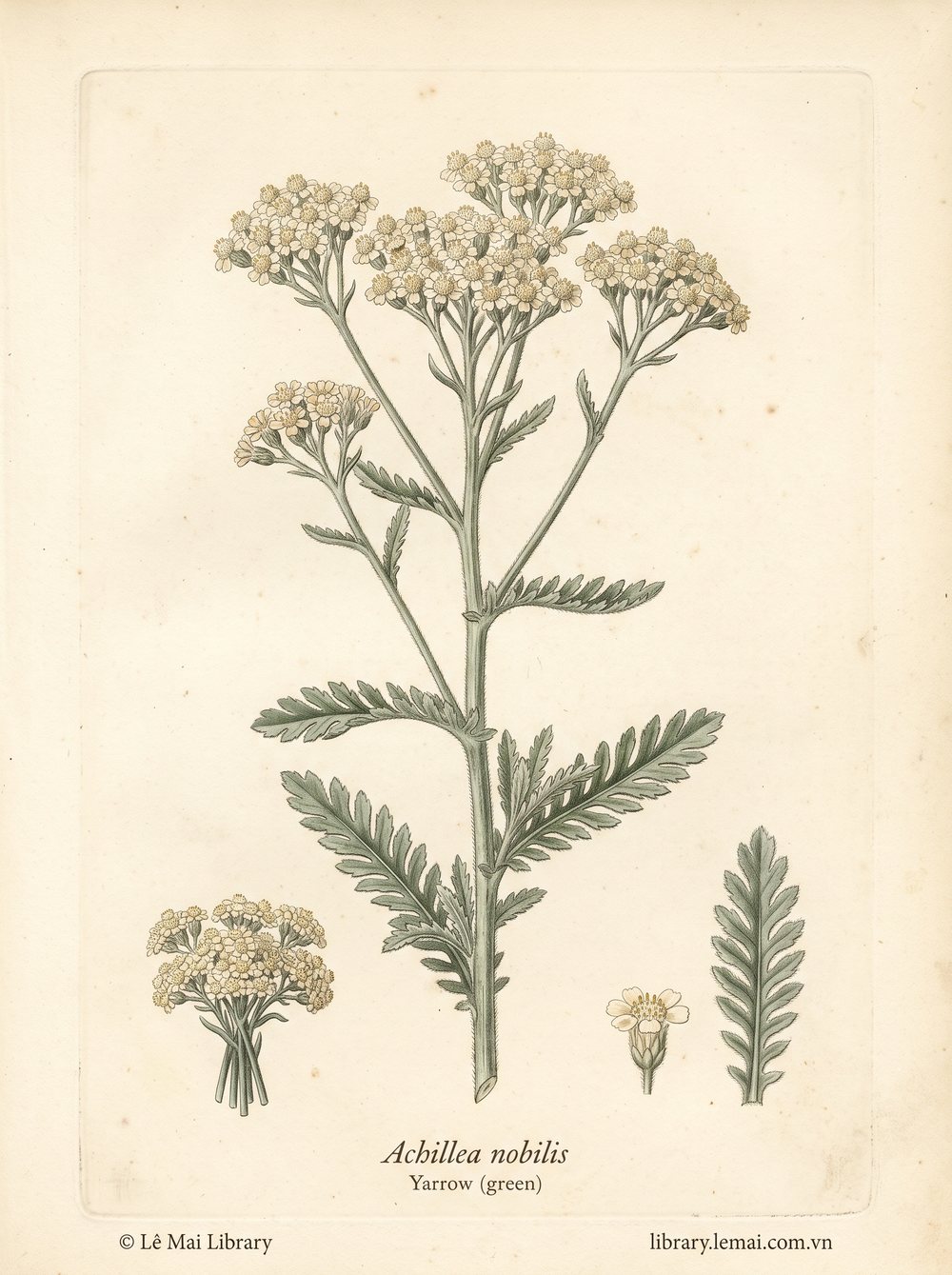Tranh minh hoạ cây Cỏ thi xanh (Achillea nobilis), phần trên mặt đất khi ra hoa dùng chiết xuất tinh dầu Yarrow (green)