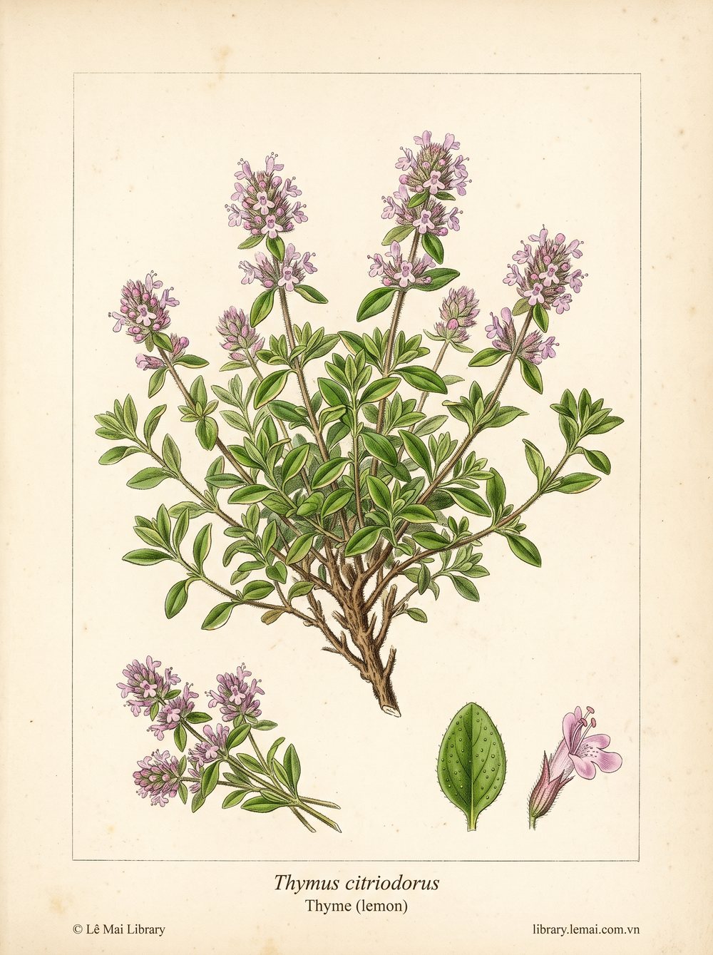 Tranh minh hoạ cây Cỏ xạ hương chanh (Thymus citriodorus), phần trên mặt đất dùng chiết xuất tinh dầu Thyme (lemon)