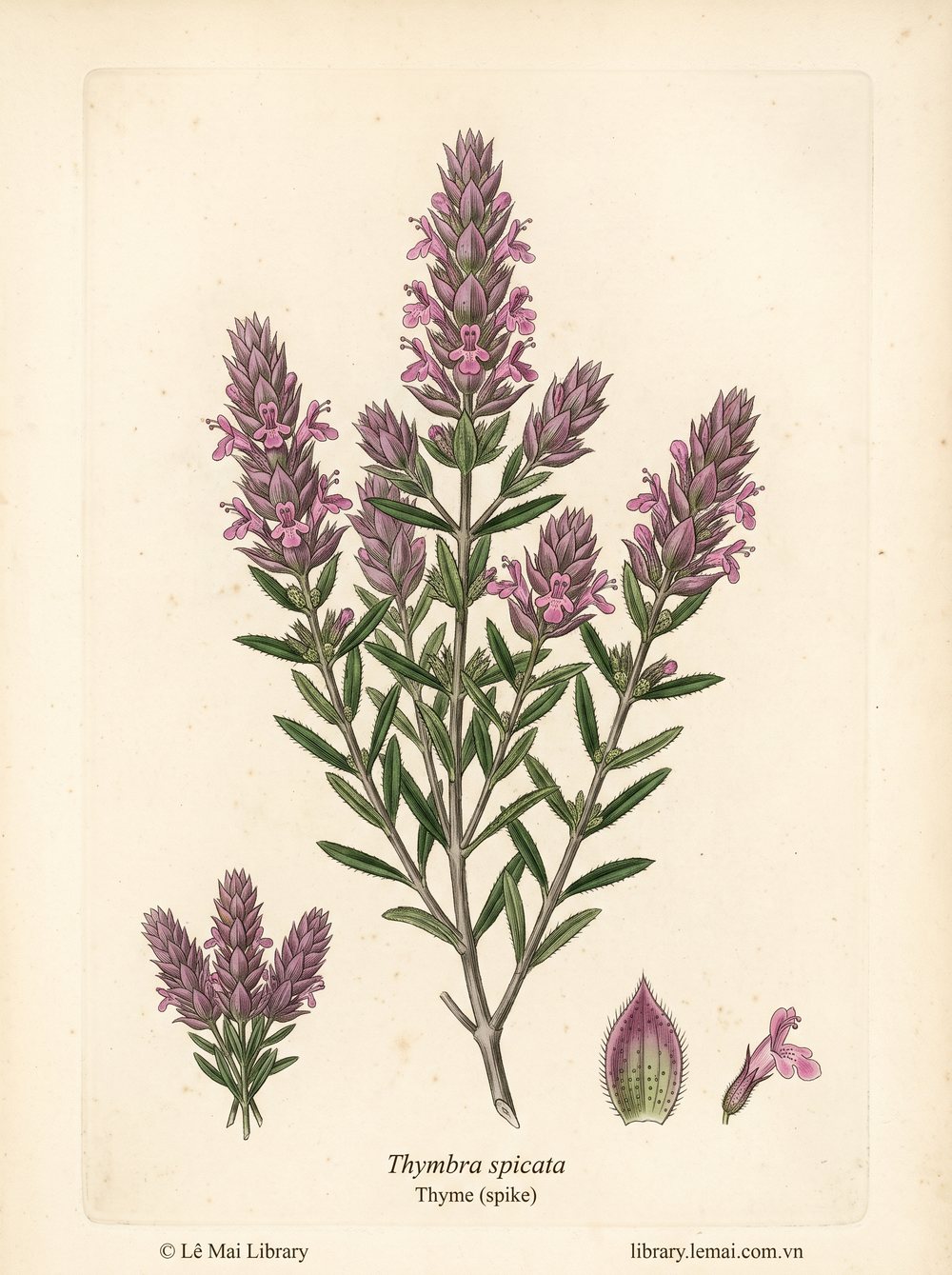 Tranh minh hoạ cây Cỏ xạ hương đực (Thymbra spicata), phần trên mặt đất dùng chiết xuất tinh dầu Thyme (spike)
