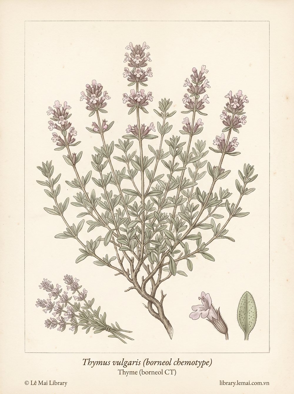 Tranh minh hoạ cây Cỏ xạ hương (Thymus vulgaris (borneol chemotype)), phần trên mặt đất dùng chiết xuất tinh dầu Thyme (borneol CT)