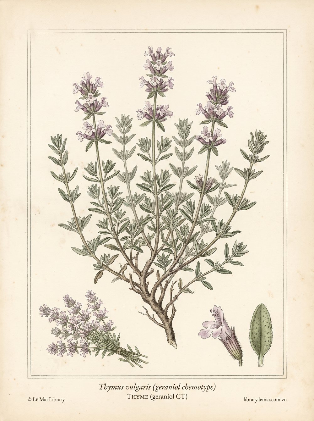 Tranh minh hoạ cây Cỏ xạ hương (Thymus vulgaris (geraniol chemotype)), phần trên mặt đất dùng chiết xuất tinh dầu Thyme (geraniol CT)