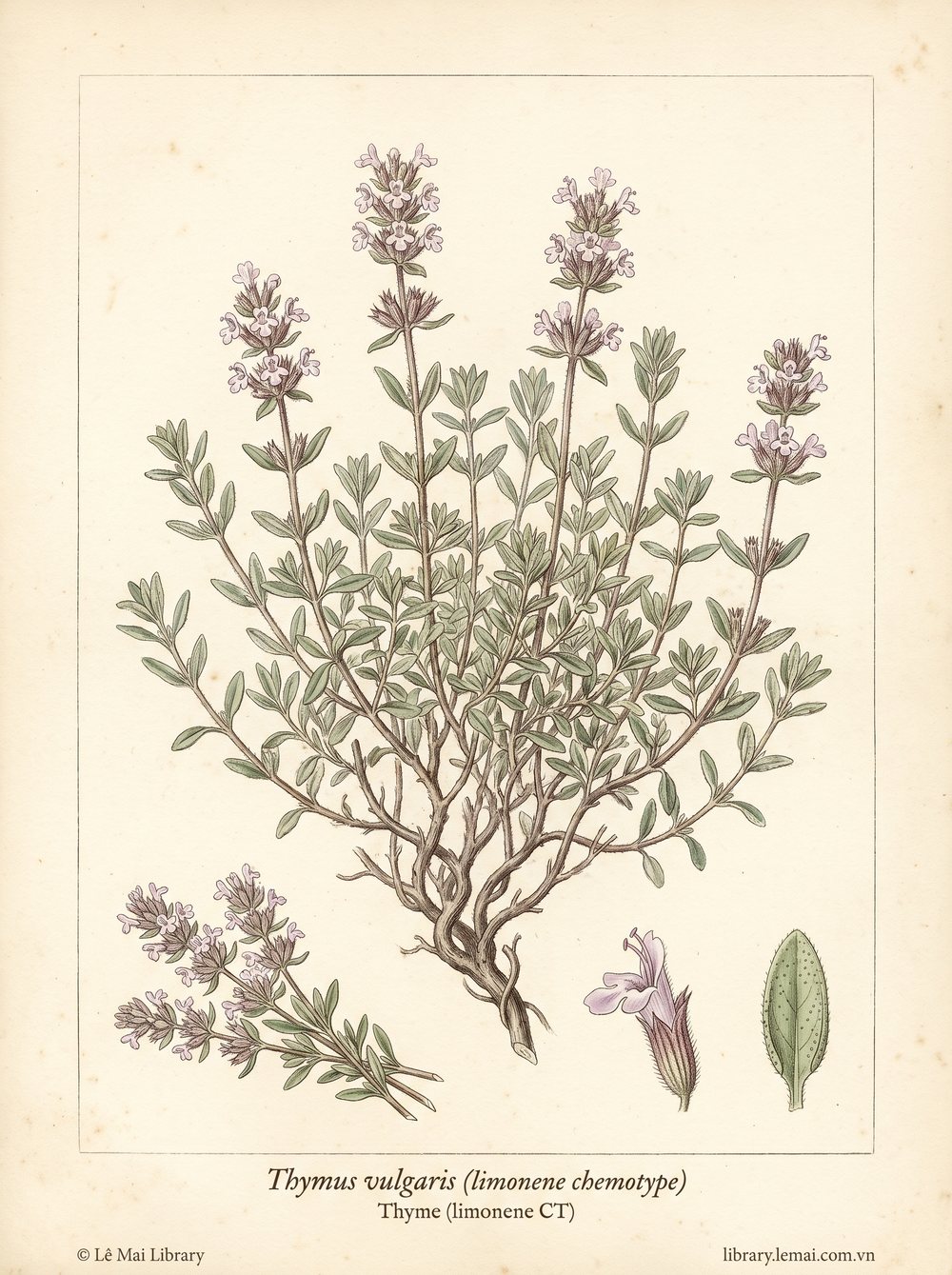 Tranh minh hoạ cây Cỏ xạ hương (Thymus vulgaris (limonene chemotype)), phần trên mặt đất dùng chiết xuất tinh dầu Thyme (limonene CT)