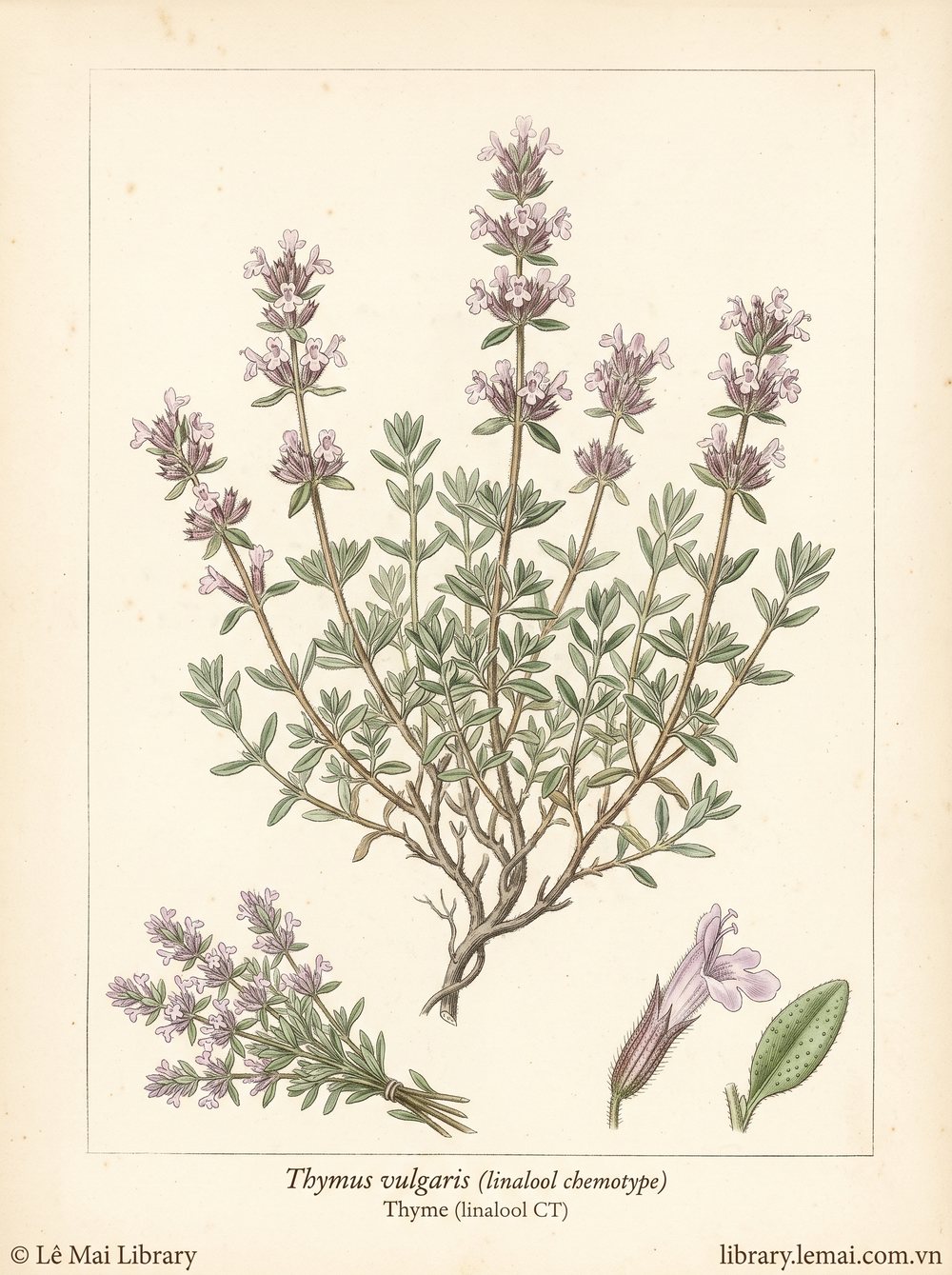Tranh minh hoạ cây Cỏ xạ hương (Thymus vulgaris (linalool chemotype)), phần trên mặt đất dùng chiết xuất tinh dầu Thyme (linalool CT)