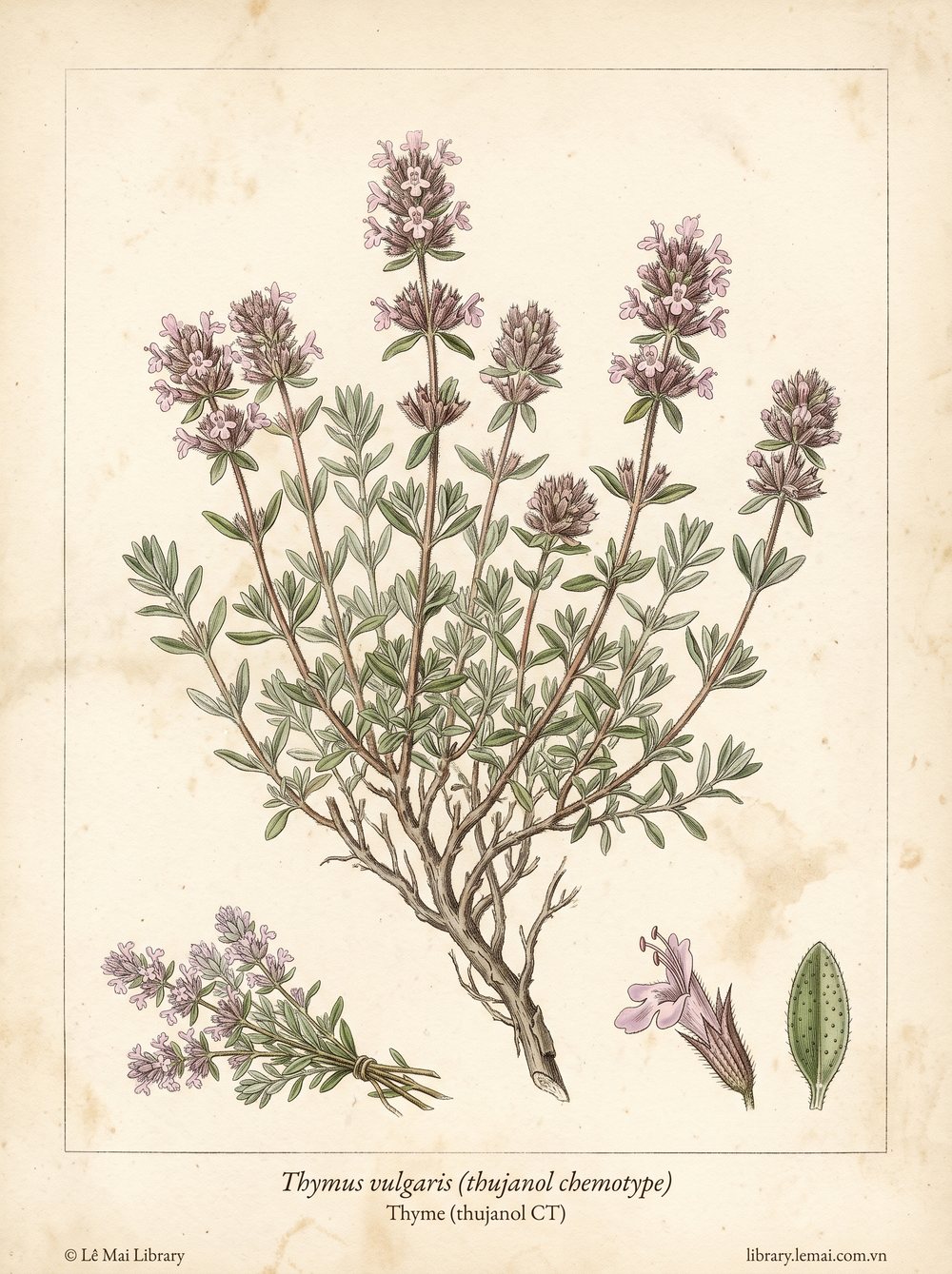 Tranh minh hoạ cây Cỏ xạ hương (Thymus vulgaris (thujanol chemotype)), phần trên mặt đất dùng chiết xuất tinh dầu Thyme (thujanol CT)