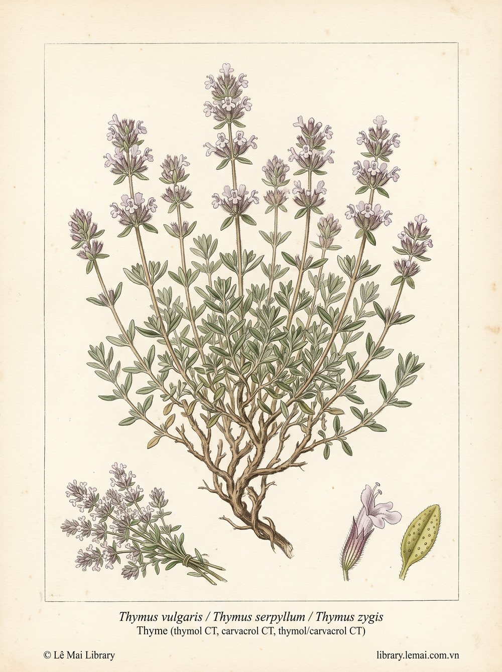 Tranh minh hoạ cây Cỏ xạ hương (Thymus vulgaris / Thymus serpyllum / Thymus zygis), phần trên mặt đất dùng chiết xuất tinh dầu Thyme (thymol CT, carvacrol CT, thymol/carvacrol CT)