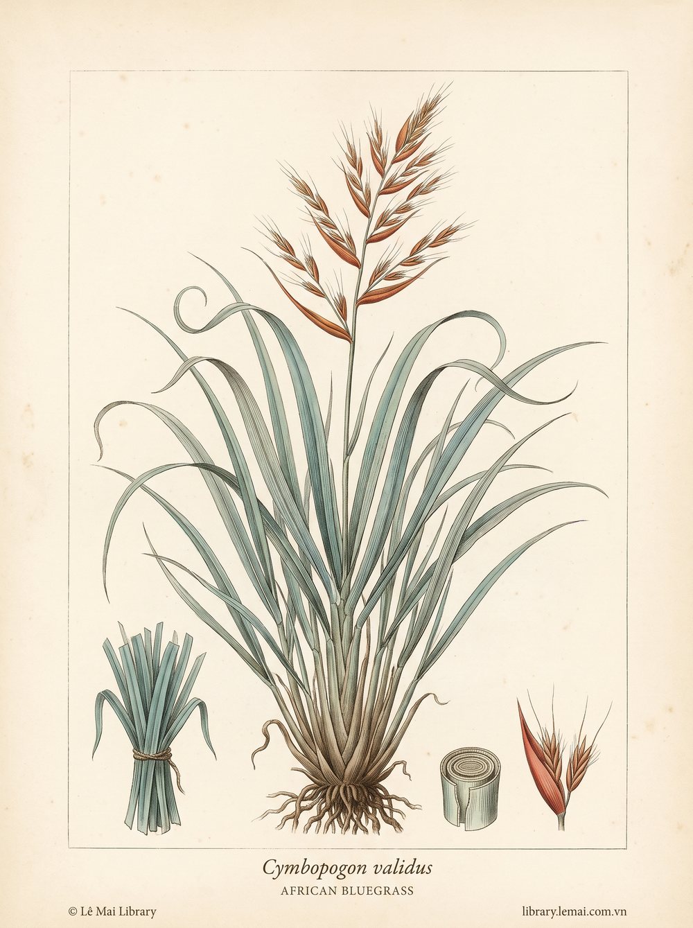 Botanical illustration of Cymbopogon validus, whose leaves yield African bluegrass essential oil