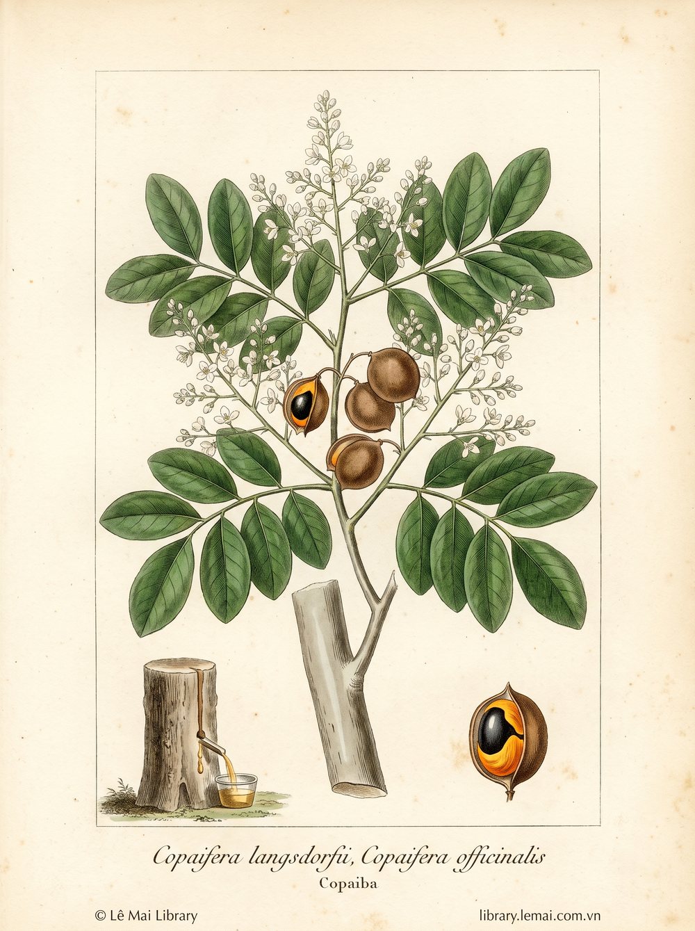 Botanical illustration of Copaifera langsdorfii, Copaifera officinalis; resin used to extract Copaiba essential oil