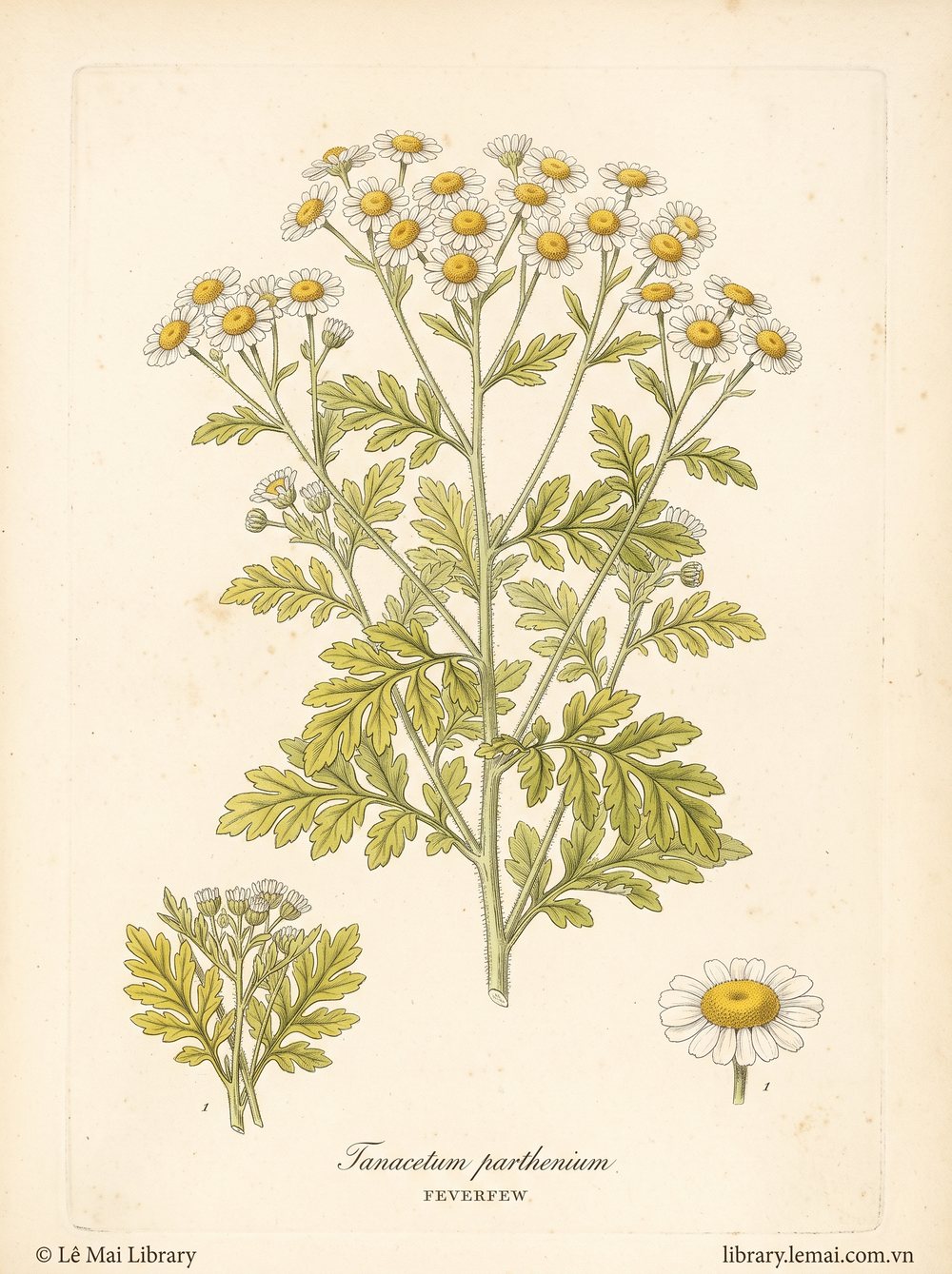 Tranh minh hoạ cây Cúc đại bi (Tanacetum parthenium), lá dùng chiết xuất tinh dầu Feverfew