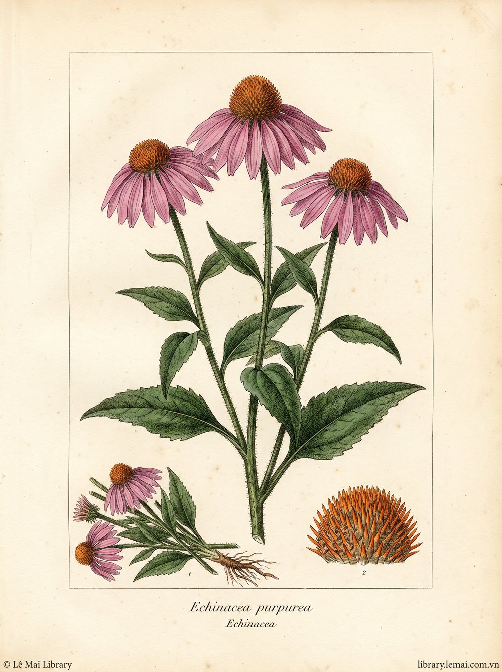 Botanical illustration of Echinacea purpurea; whole plant used to extract Echinacea essential oil