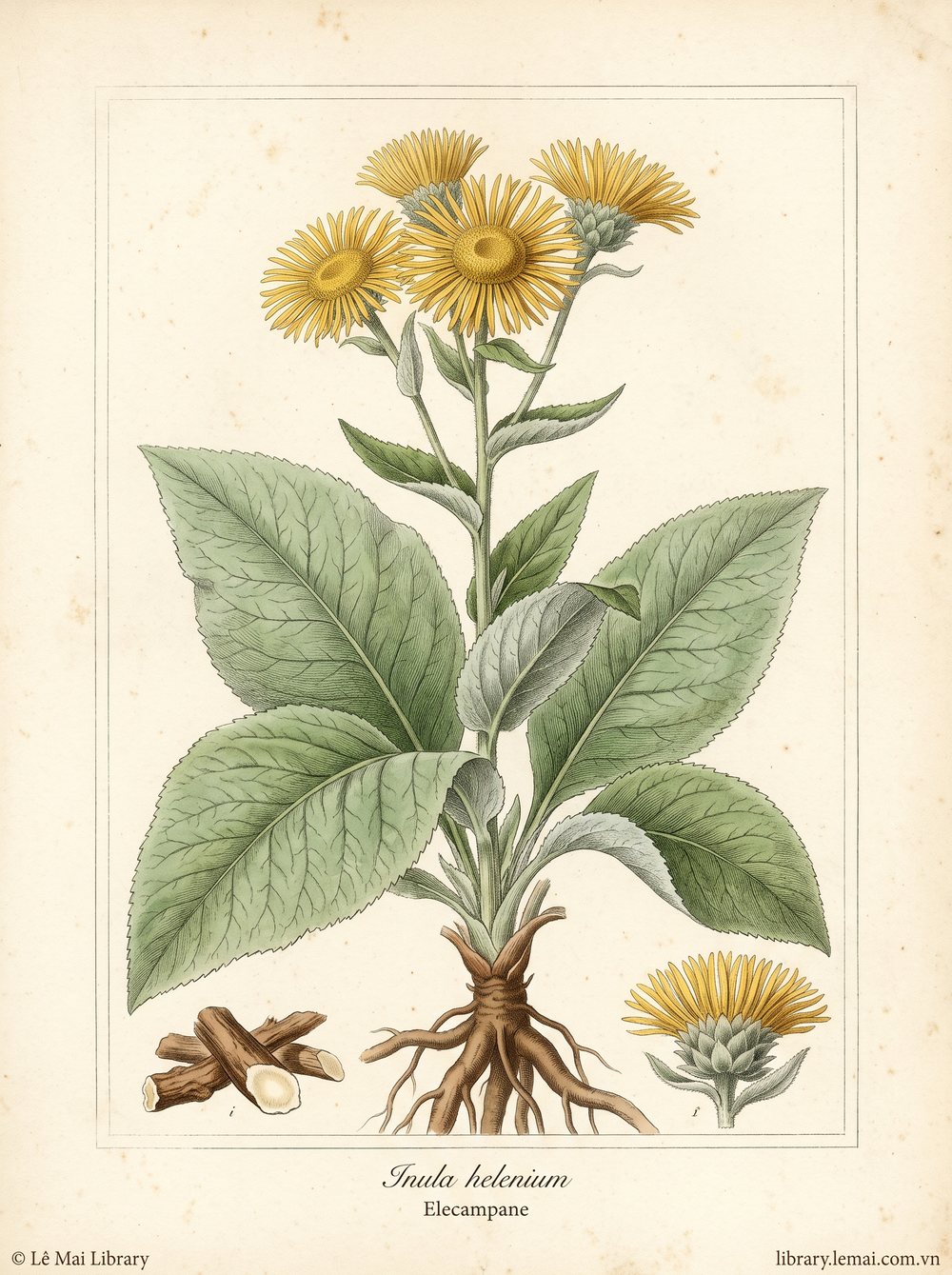 Botanical illustration of Inula helenium; dried roots used to extract Elecampane essential oil