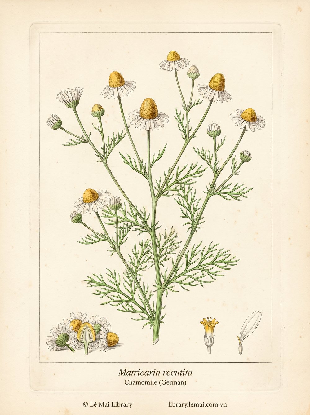 Botanical illustration of Matricaria recutita; aerial parts and flowers used to extract Chamomile (German) essential oil