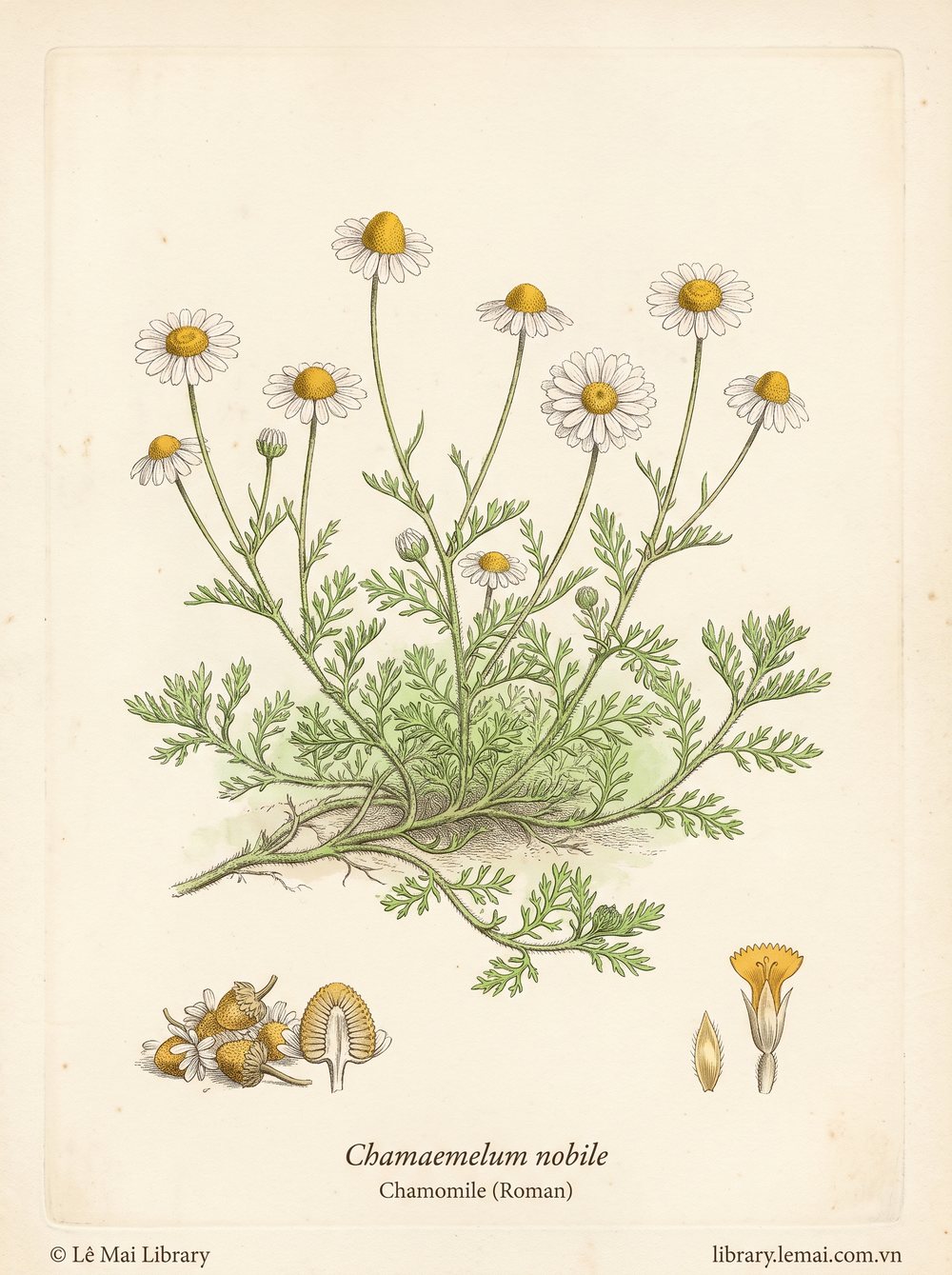 Botanical illustration of Chamaemelum nobile; aerial parts and flowers used to extract Chamomile (Roman) essential oil