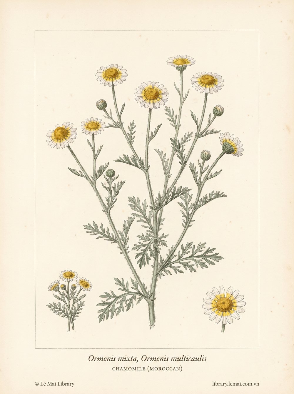 Botanical illustration of Ormenis mixta, Ormenis multicaulis; aerial parts and flowers used to extract Chamomile (Moroccan) essential oil