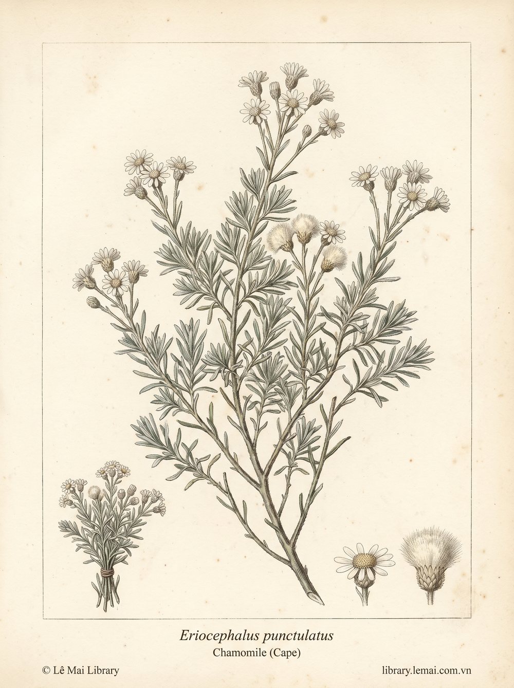 Botanical illustration of Eriocephalus punctulatus; aerial parts and flowers used to extract Chamomile (Cape) essential oil