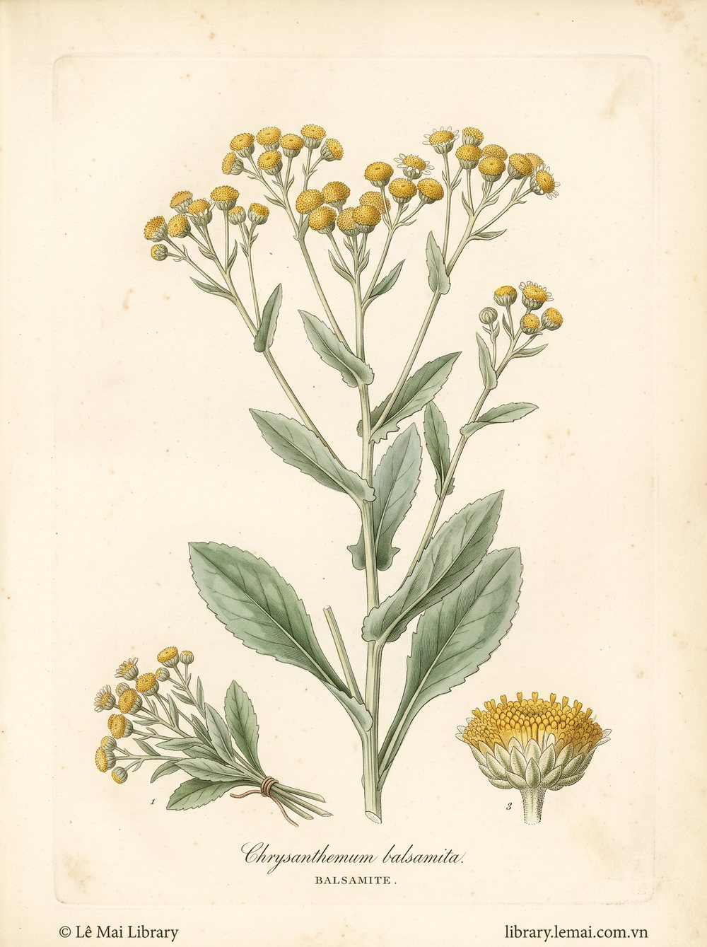 Botanical illustration of Chrysanthemum balsamita, whose aerial parts yield Balsamite essential oil