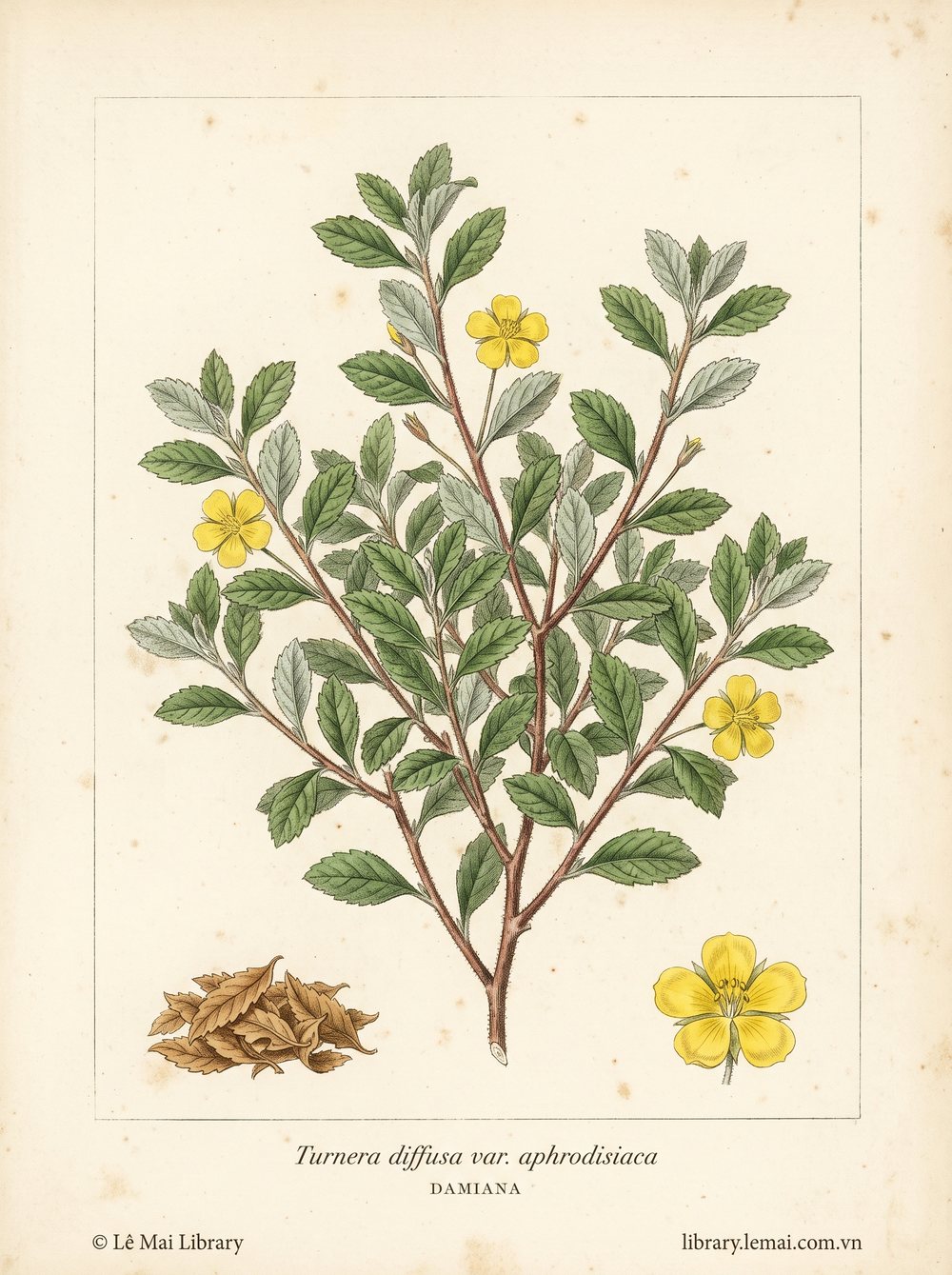 Botanical illustration of Turnera diffusa var. aphrodisiaca; leaves used to extract Damiana essential oil