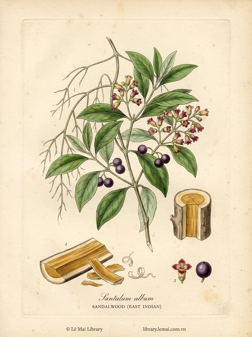 Tranh minh hoạ cây Đàn hương Đông Ấn (Santalum album), gỗ tâm dùng chiết xuất tinh dầu Sandalwood (East Indian)